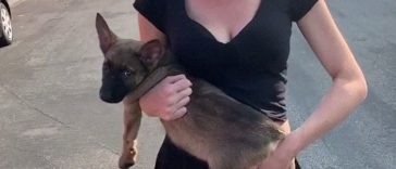 Woman Throws Her Puppy At A Stranger, The Man Now Refuses To Give Back The Puppy7