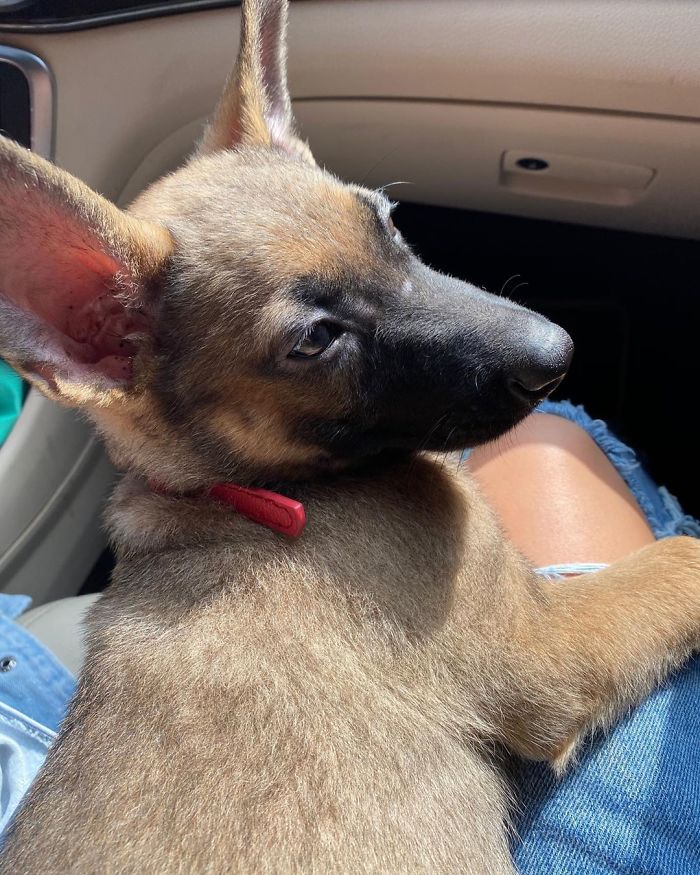 Woman Throws Her Puppy At A Stranger, The Man Now Refuses To Give Back The Puppy