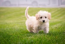 Top 10 Popular Dog Breeds to Keep as Pets
