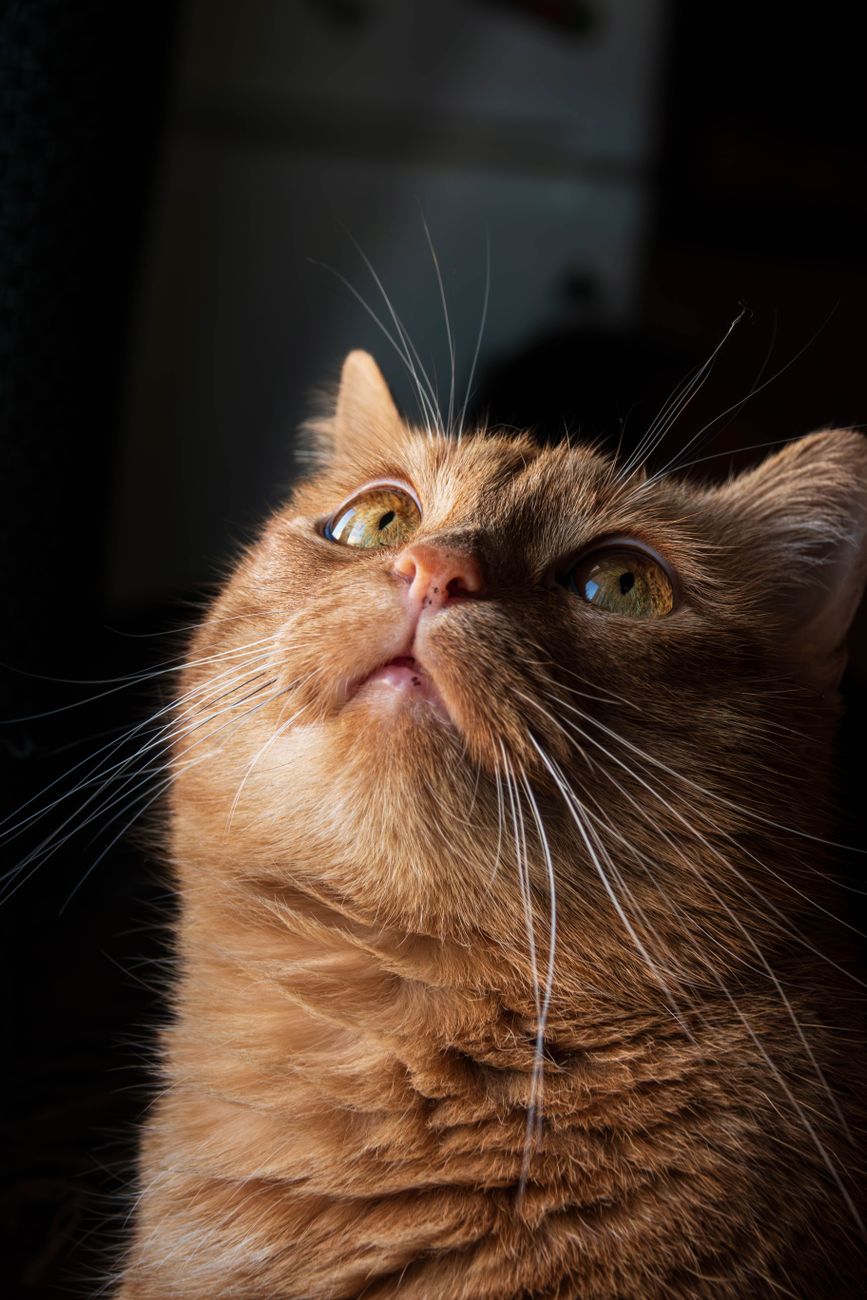 A tabby cat hiding under a bed, partially visible, looking cautious, indoor setting with low lighting, slightly anxious expression