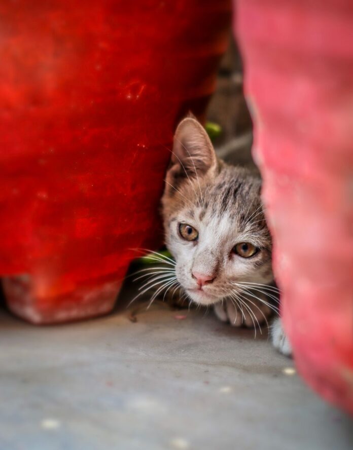 signs cat is stressed — A cute tabby cat peers curiously between vibrant red pots, highlighting its playful and inquisitive nature.