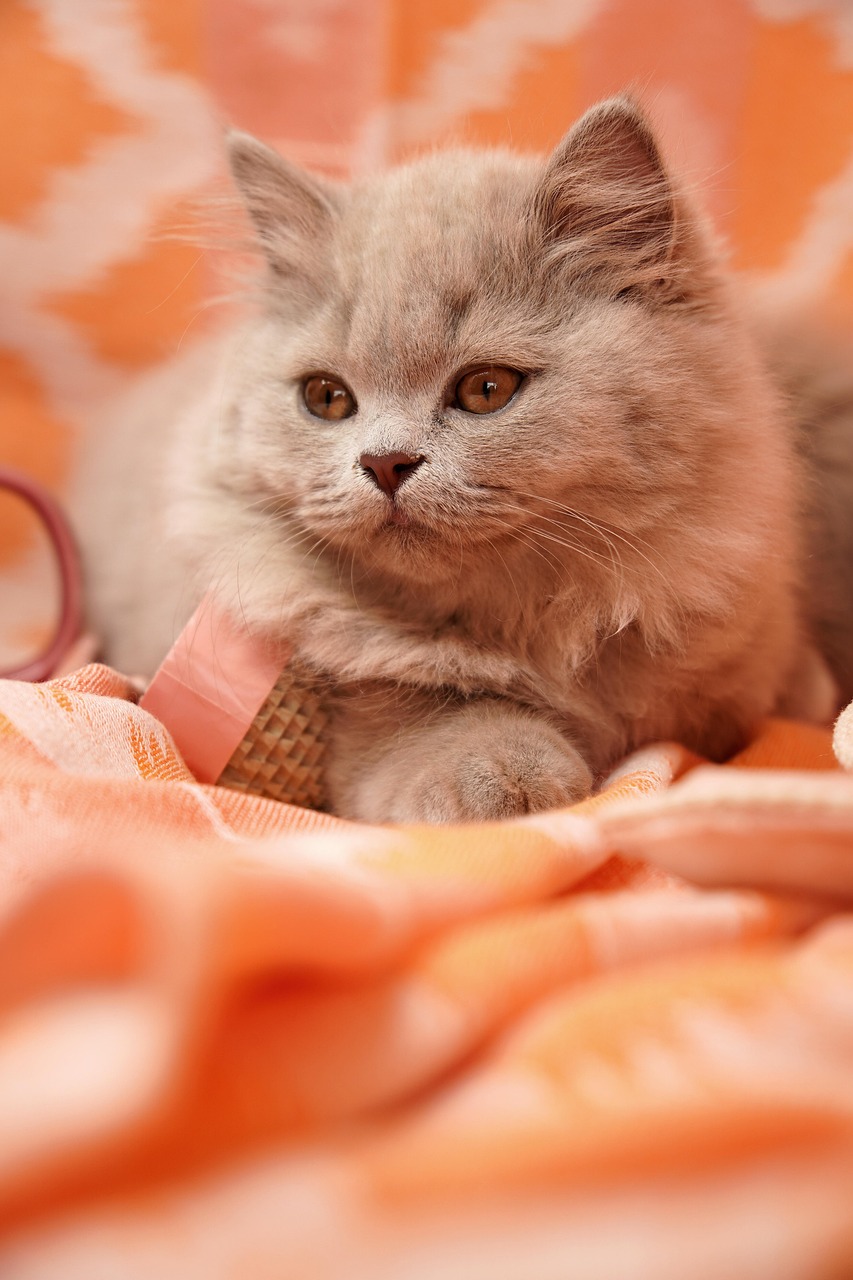 A close-up of a cat over-grooming its belly, showing a thinning patch of fur, on a cream sofa, indoor natural light
