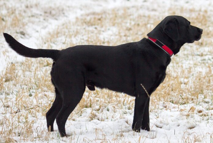 Black Labrador standing outdoors Black Labrador Retriever standing outdoors on snowy ground