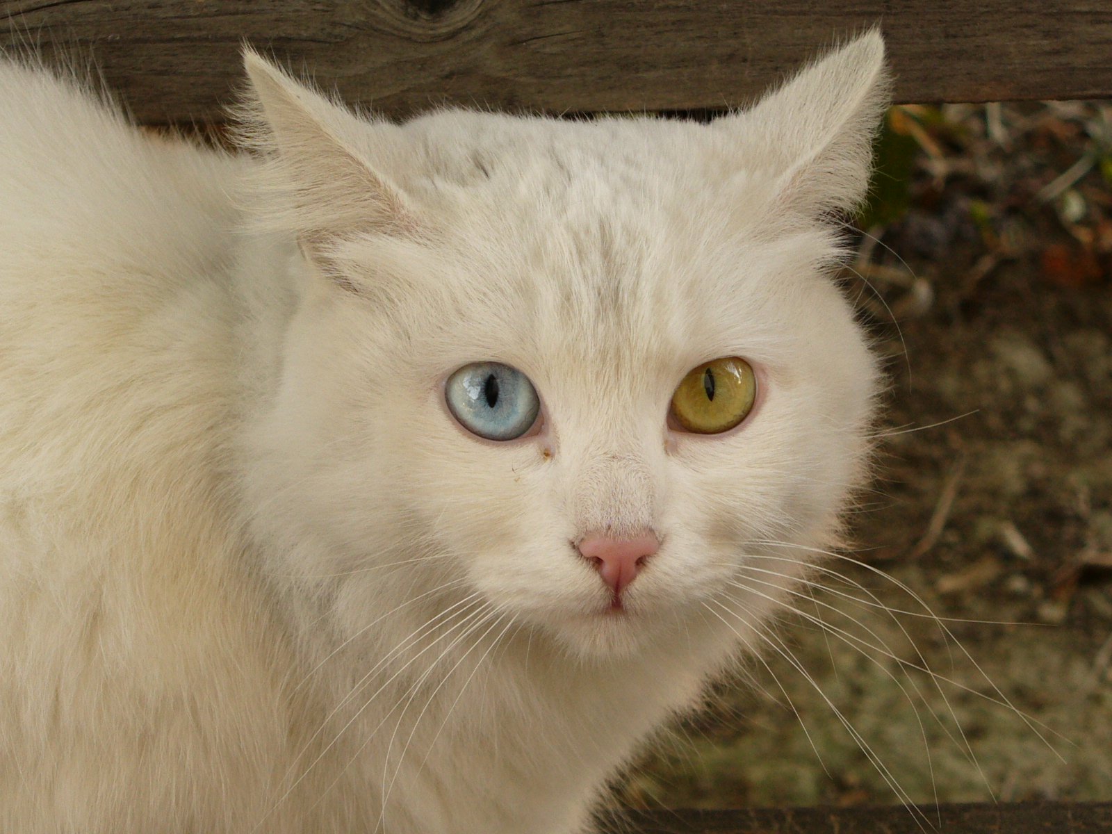 White cat with one blue eye and one amber eye looking at the camera