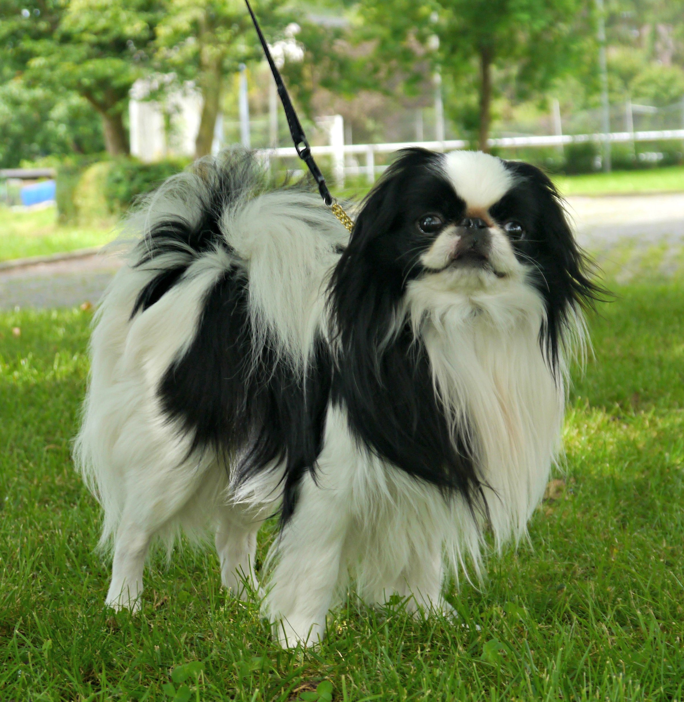 Small black and white long haired dog standing on grass on a lead