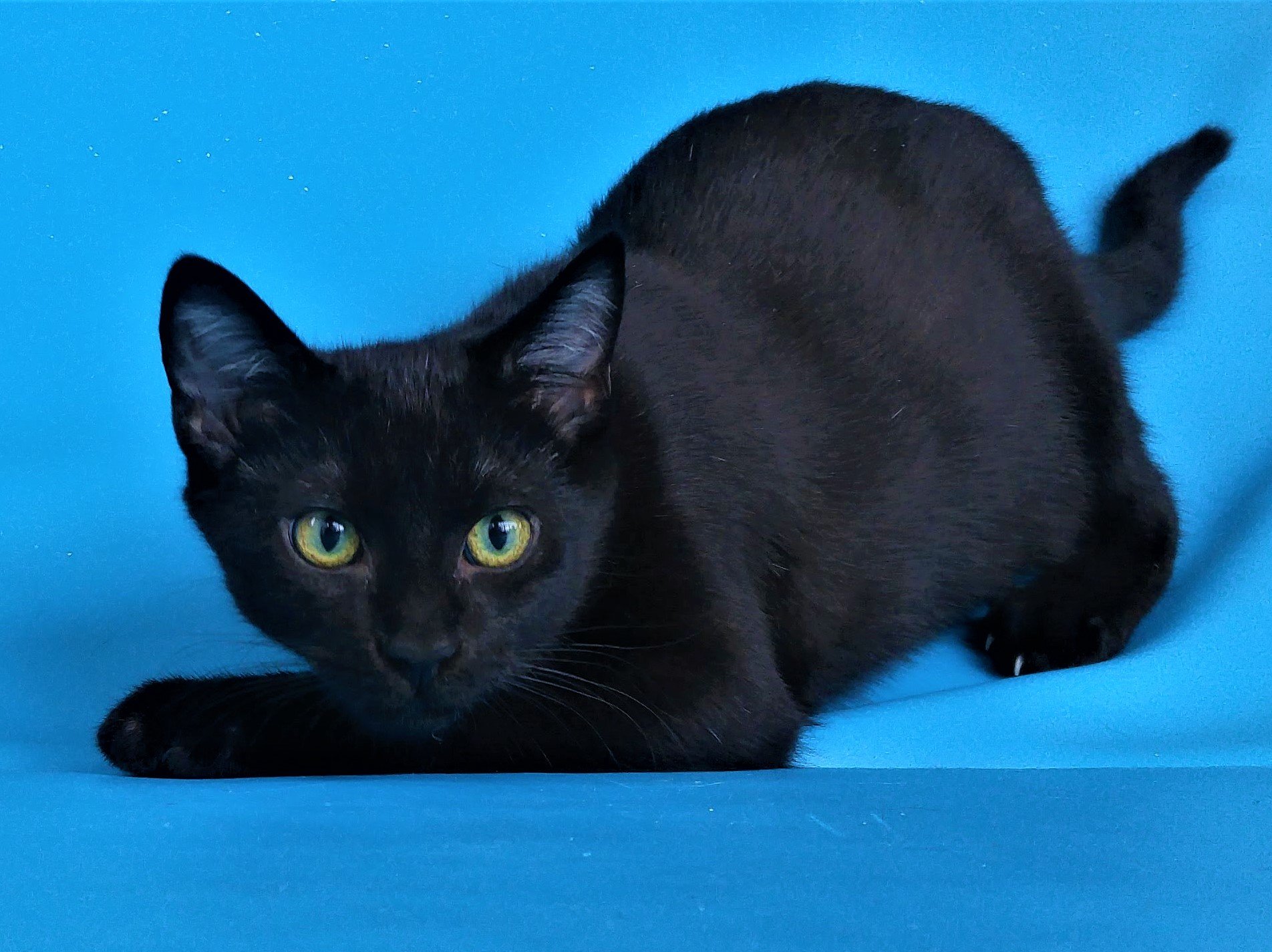 A black cat crouching low on a blue background