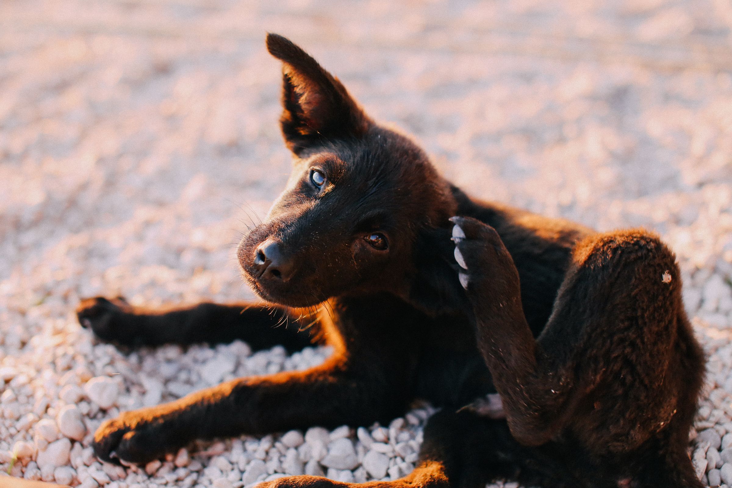 Black puppy scratching outdoors in the sun – persistent scratching deserves a vet check