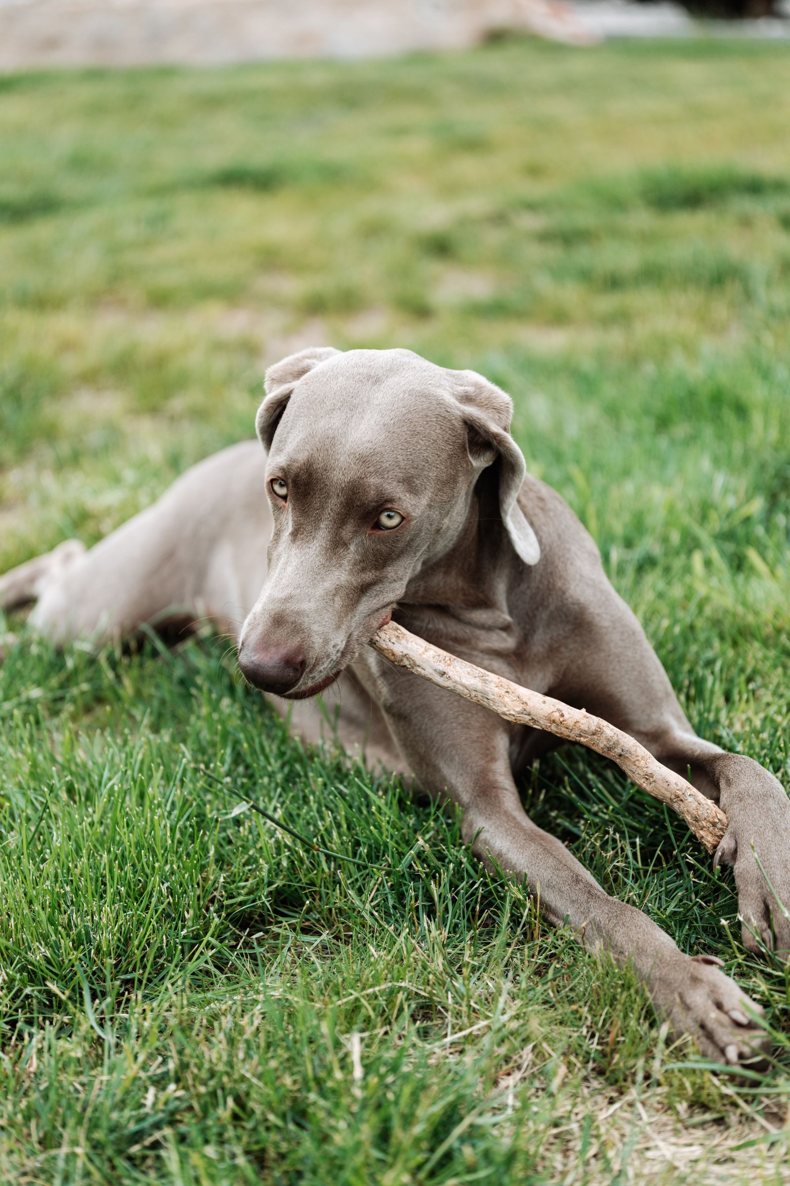 Weimaraner lying on grass chewing a stick – boredom is a common reason dogs eat grass