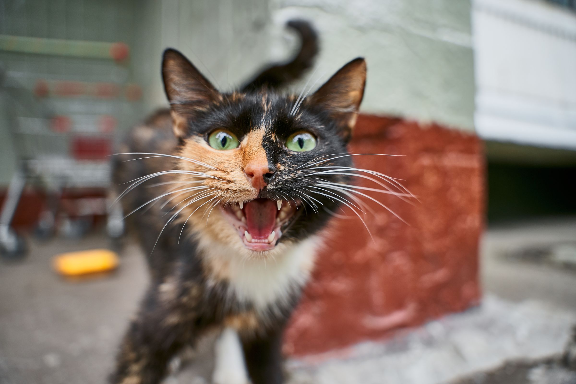 Calico cat meowing with its mouth open outdoors – some cats are simply chattier than others