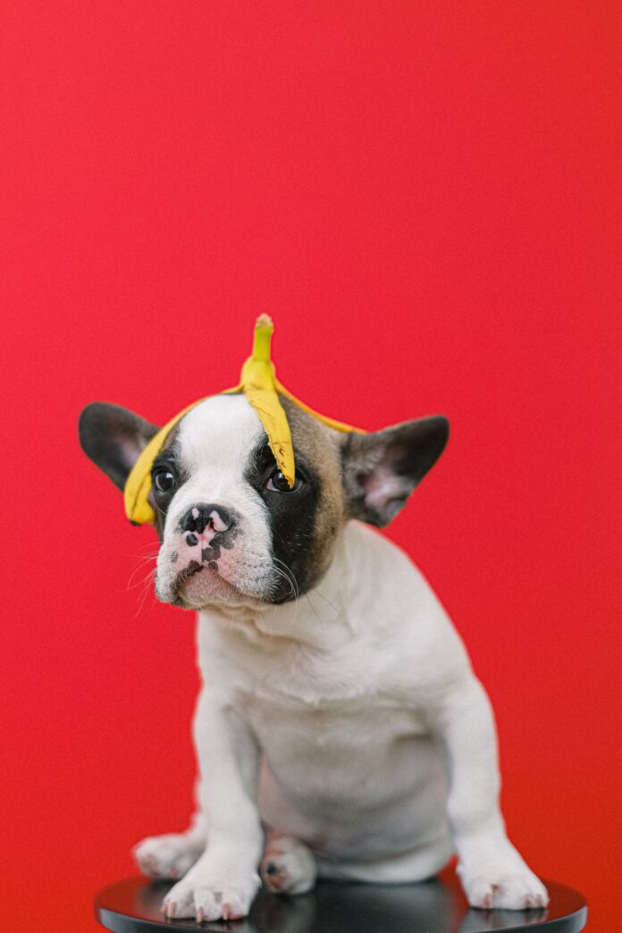 French Bulldog puppy with a banana peel on its head – can dogs eat bananas French Bulldog puppy with a banana peel on its head – can dogs eat bananas