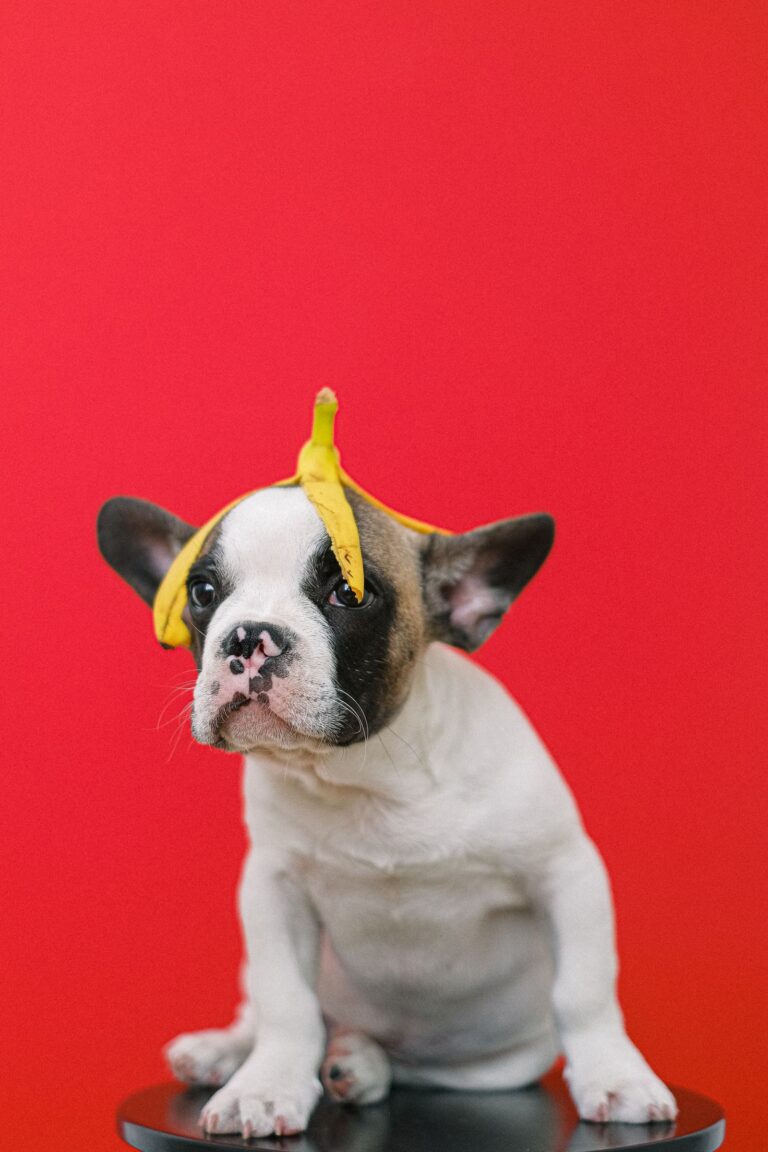 French Bulldog puppy with a banana peel on its head – can dogs eat bananas