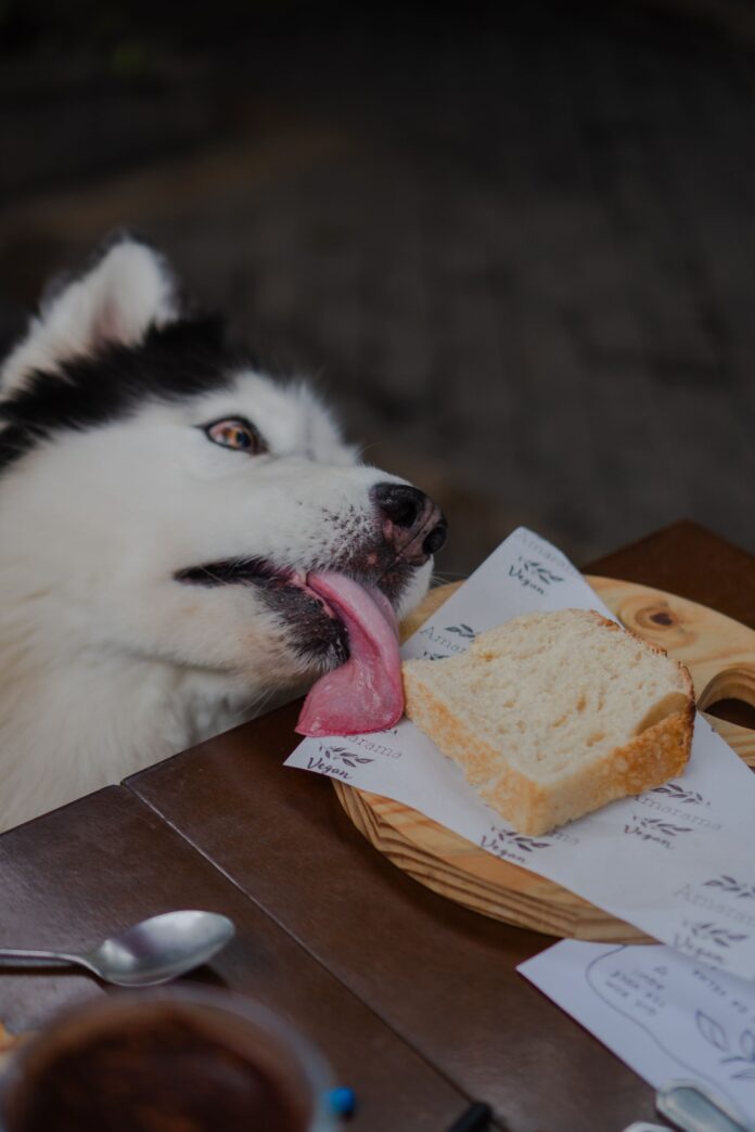 Siberian Husky reaching for food on a kitchen table – can dogs eat chocolate and how much is toxic
