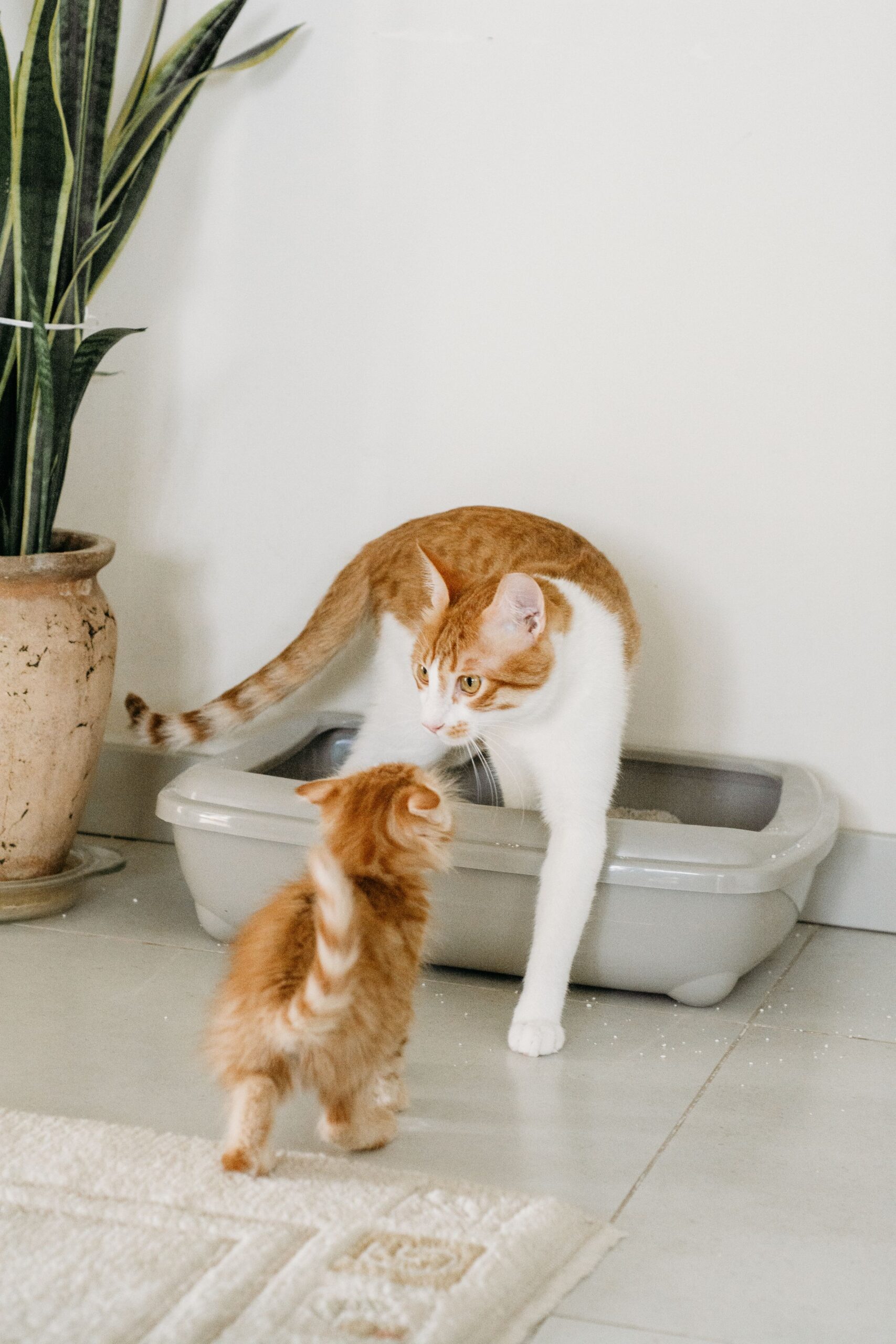 Cat stepping out of a litter box beside a plant in a home – tray placement matters as much as cleanliness