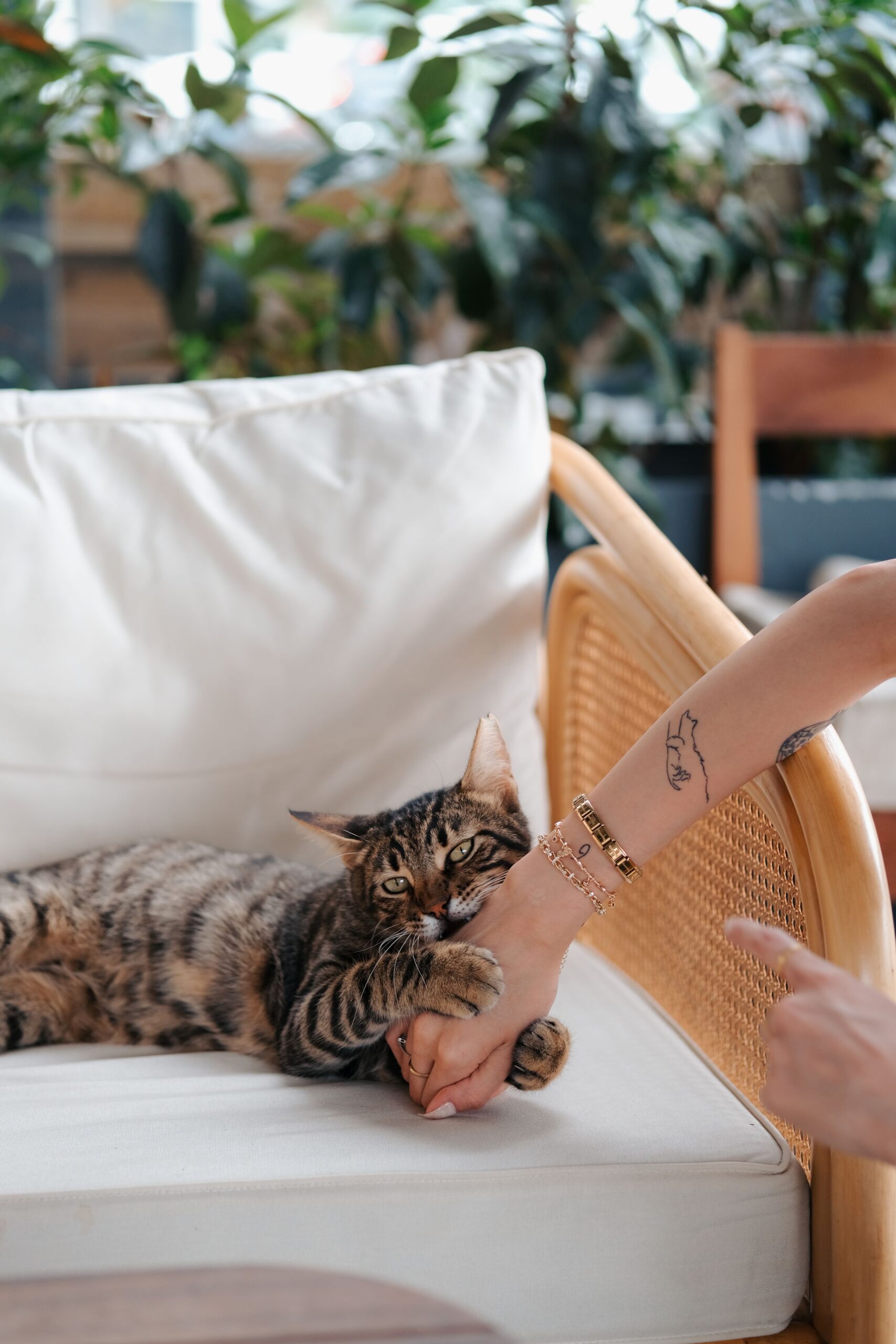 Tabby cat biting a person's hand on a sofa – petting-induced bites usually come with warning signs