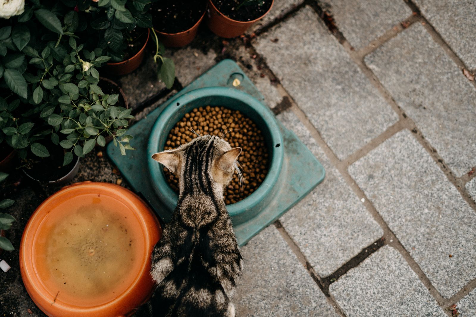 Overhead view of a tabby cat eating dry food from a bowl – measuring dry cat food portions
