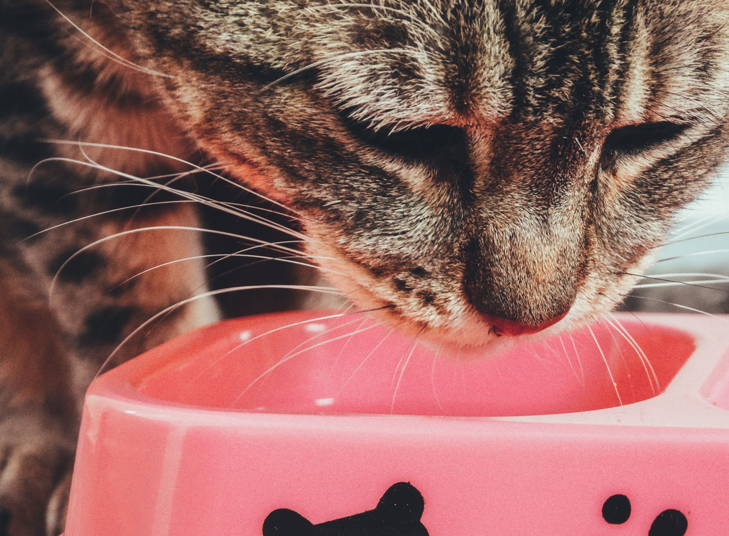 Cat eating from a bowl – increased appetite with weight loss can signal hyperthyroidism