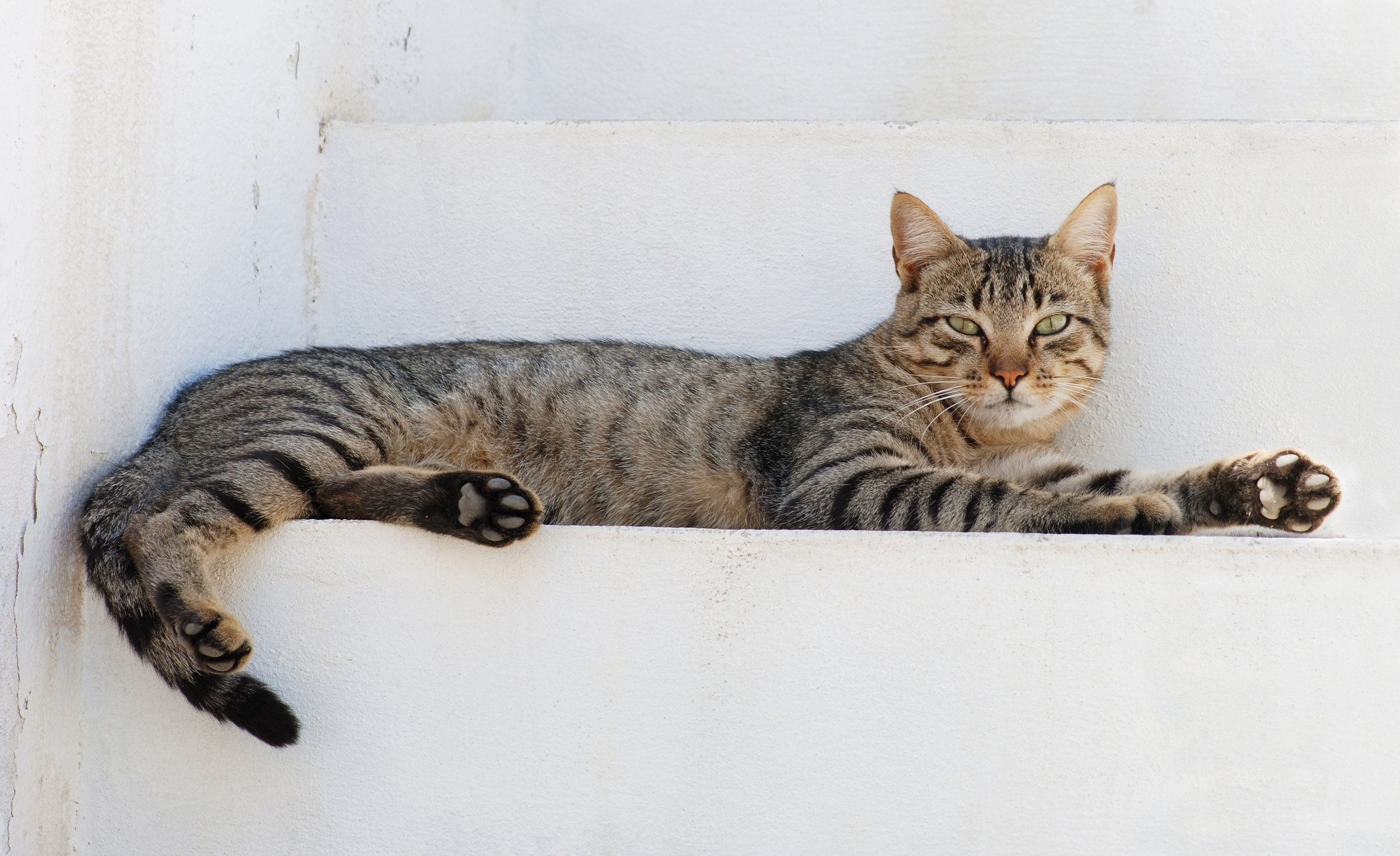 A tabby cat lying stretched out on a white ledge