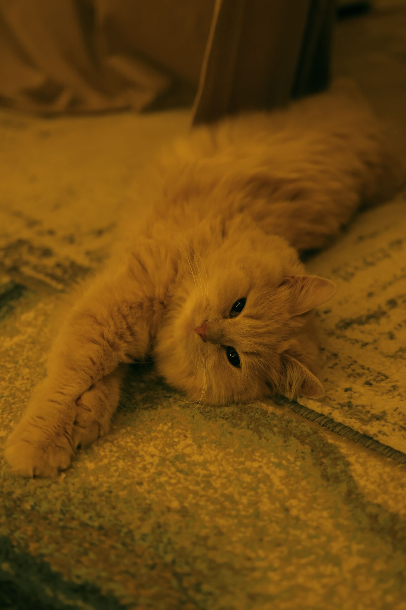 Cat lying on a carpet indoors – soft absorbent surfaces are the most common targets