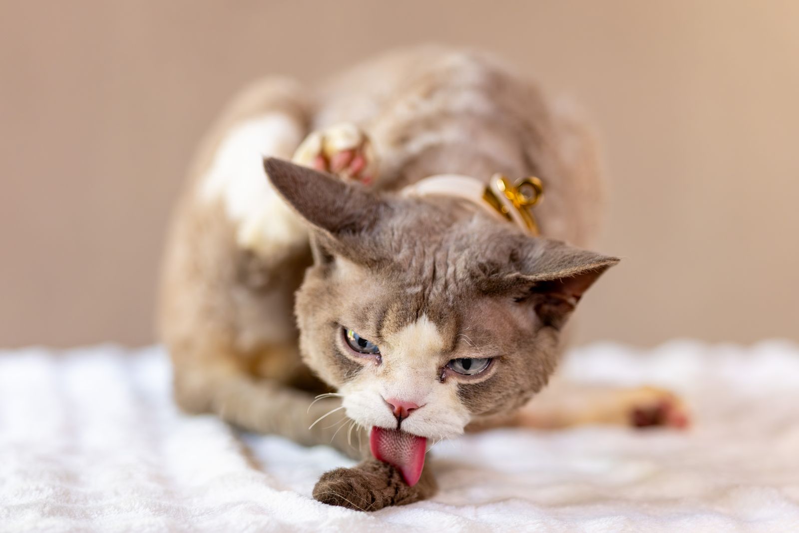 Devon Rex cat grooming itself on a soft blanket – excessive licking can signal stress or illness
