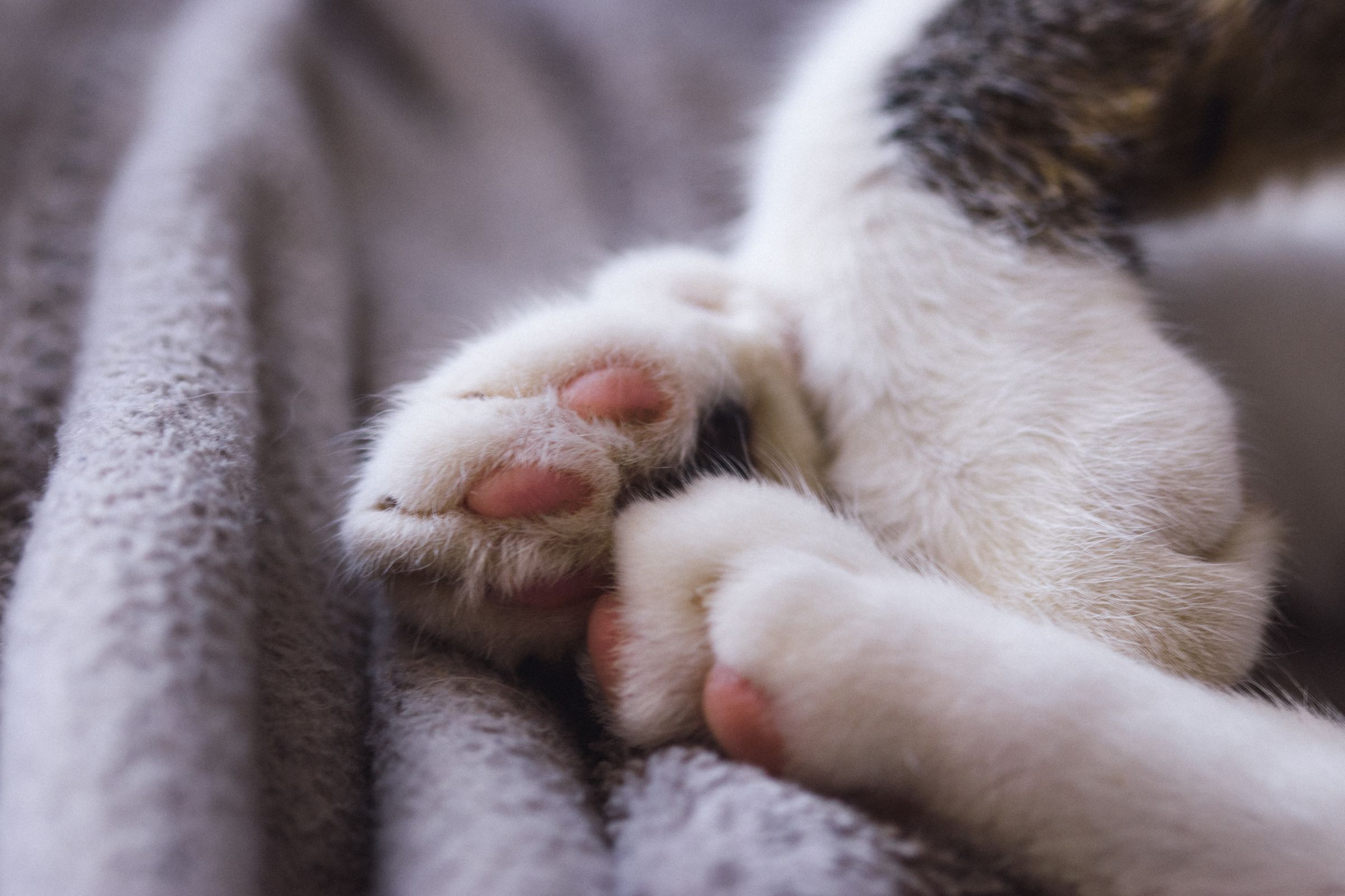 Cat's front paws resting on a cosy blanket – a soft blanket of their own gives cats somewhere to knead