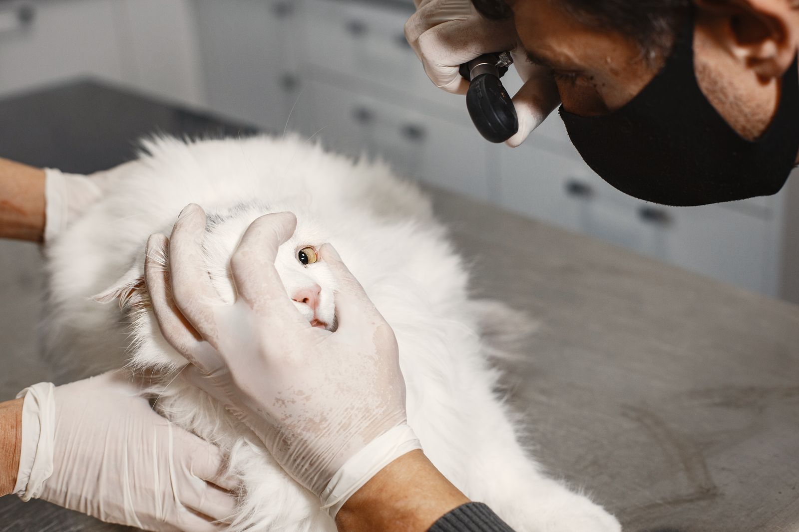 Veterinarian checking a white cat's eye at a clinic – cats often purr when stressed or in pain at the vet
