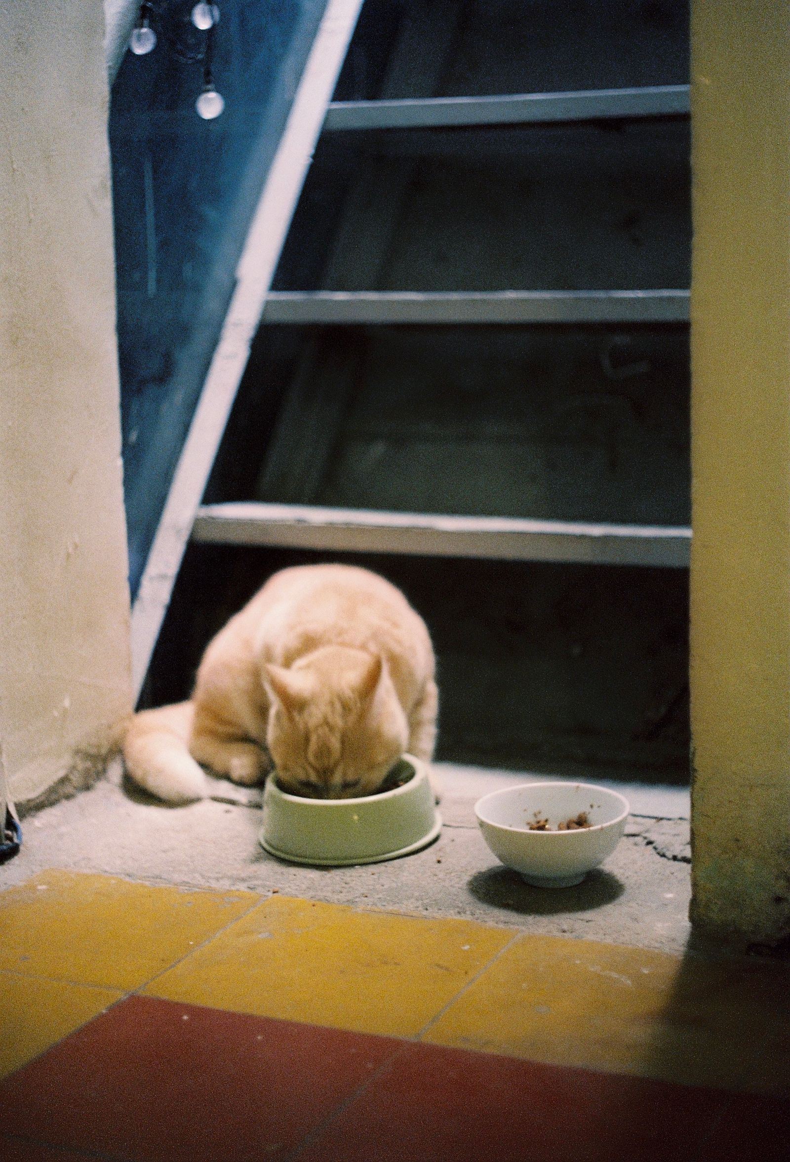 Orange tabby cat eating from a bowl – the solicitation purr cats use to ask for food