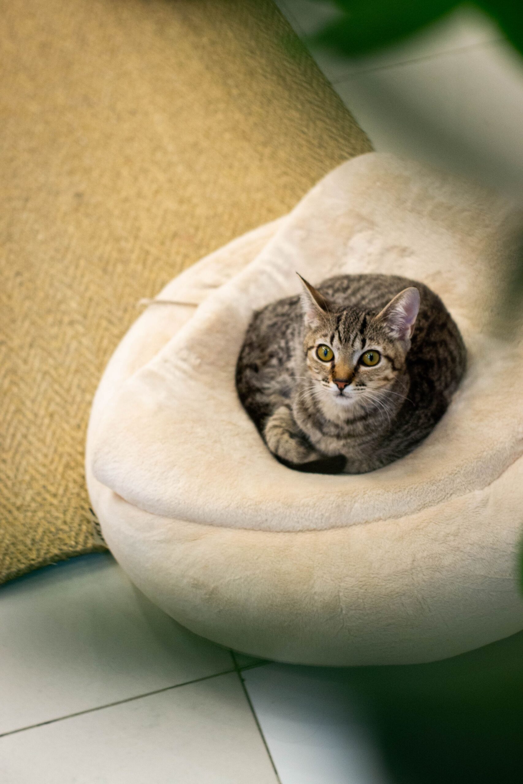 Cat resting calmly in a pet bed indoors – a settled, secure cat uses its tray reliably