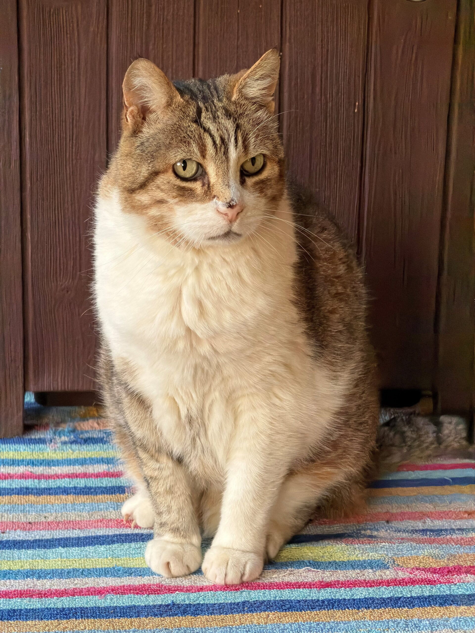 A tabby and white cat sitting upright on a striped rug indoors
