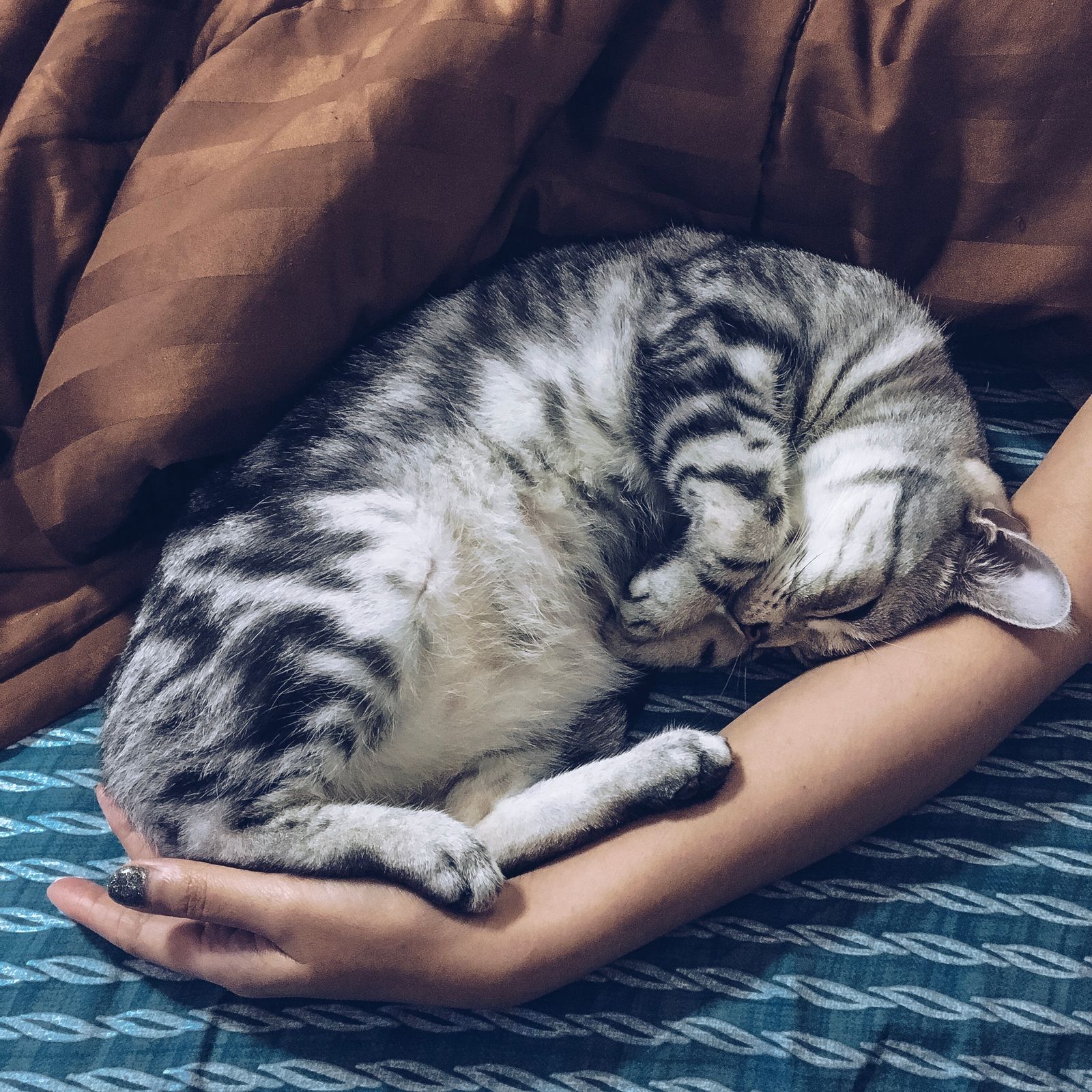 Grey tabby cat sleeping soundly on a person's arm – a cat that sleeps touching you trusts you completely
