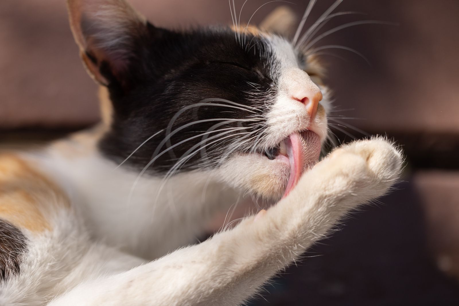 Close-up of a cat grooming itself by licking its paw – a cat's tongue is covered in tiny hooks
