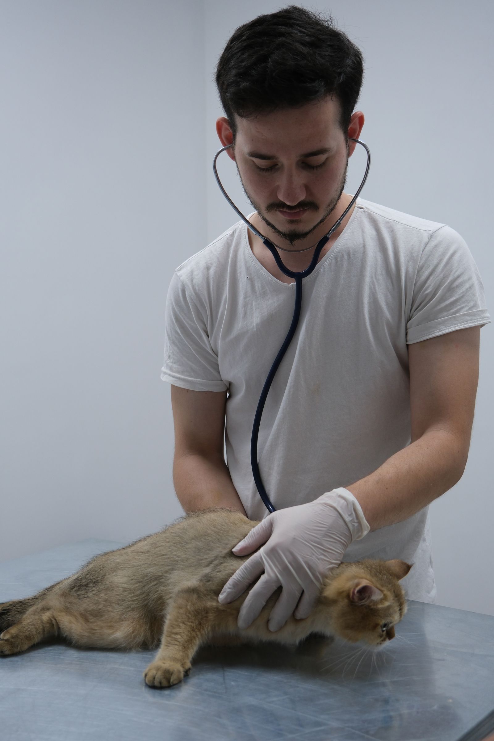 Veterinarian examining a cat with a stethoscope – regular vet checkups help cats live longer