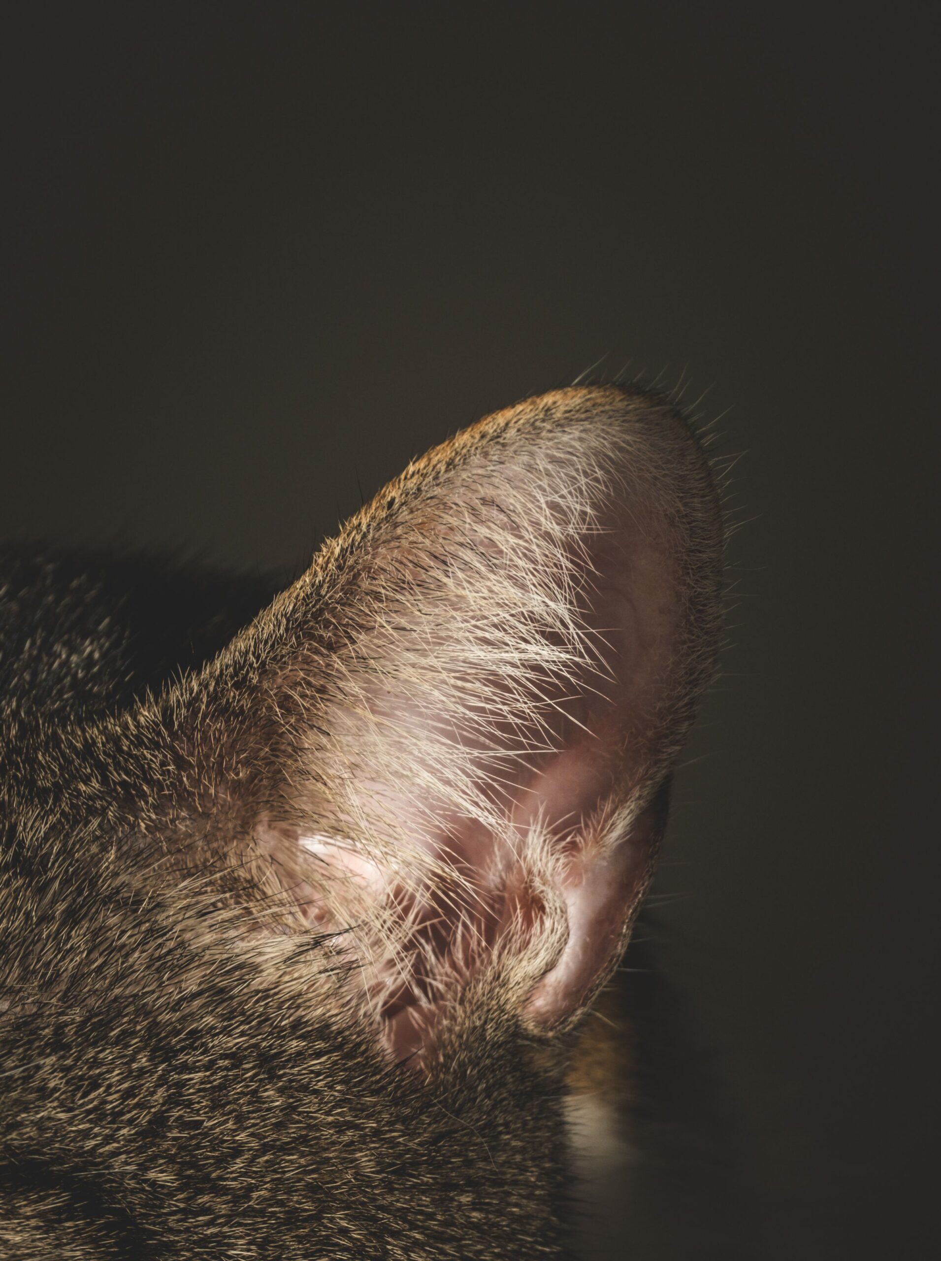 Close up of a cat ear, one of the body openings to check for screwworm