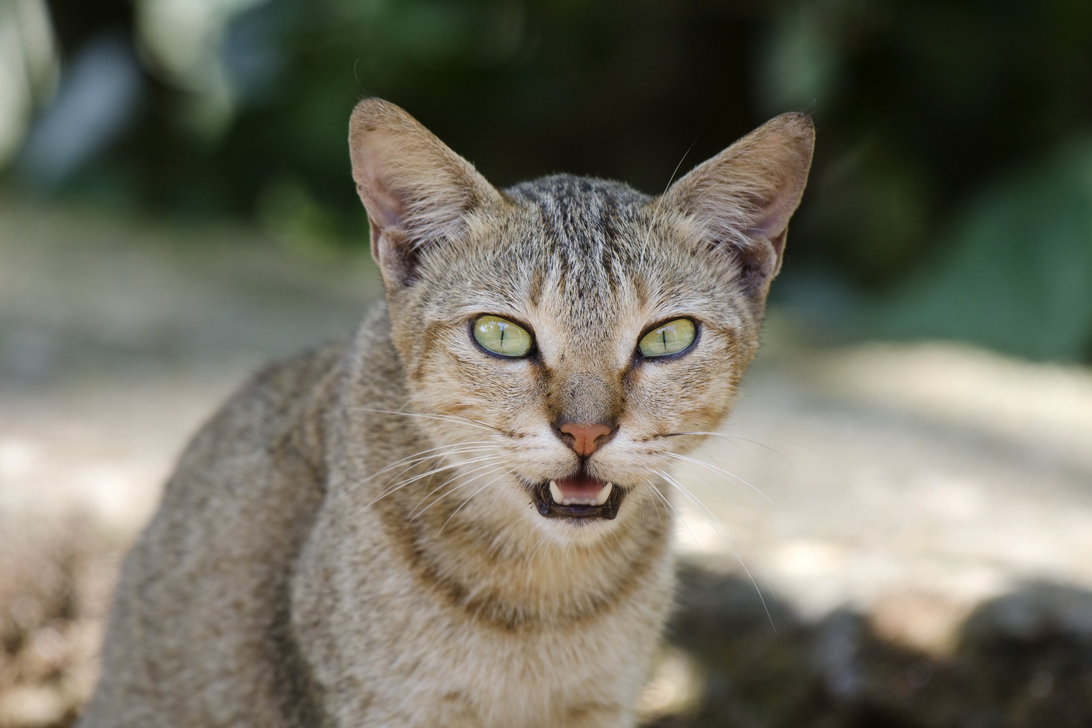 Close up of a cat's face with its mouth open