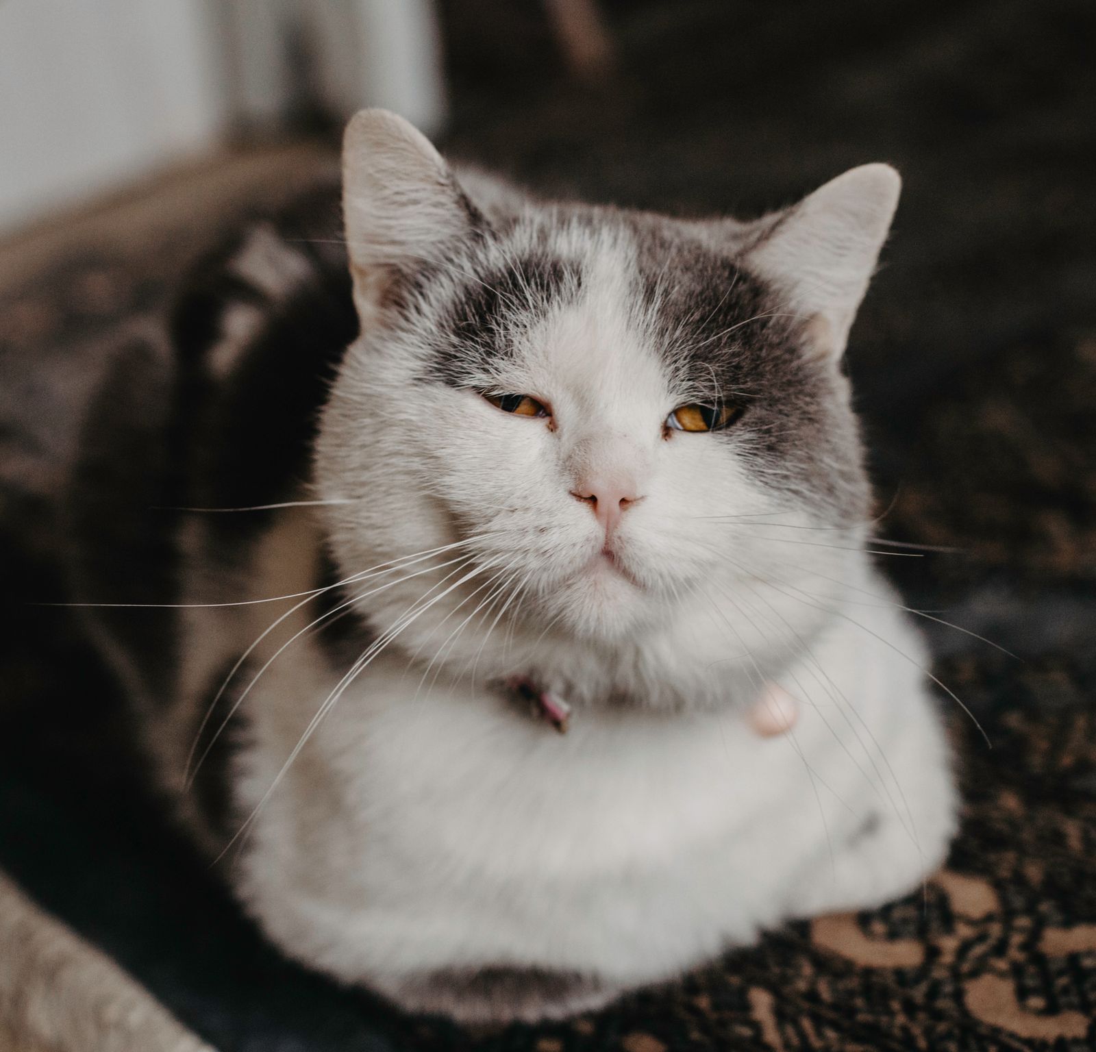 Fluffy cat with half-closed eyes relaxing – a contented cat purring