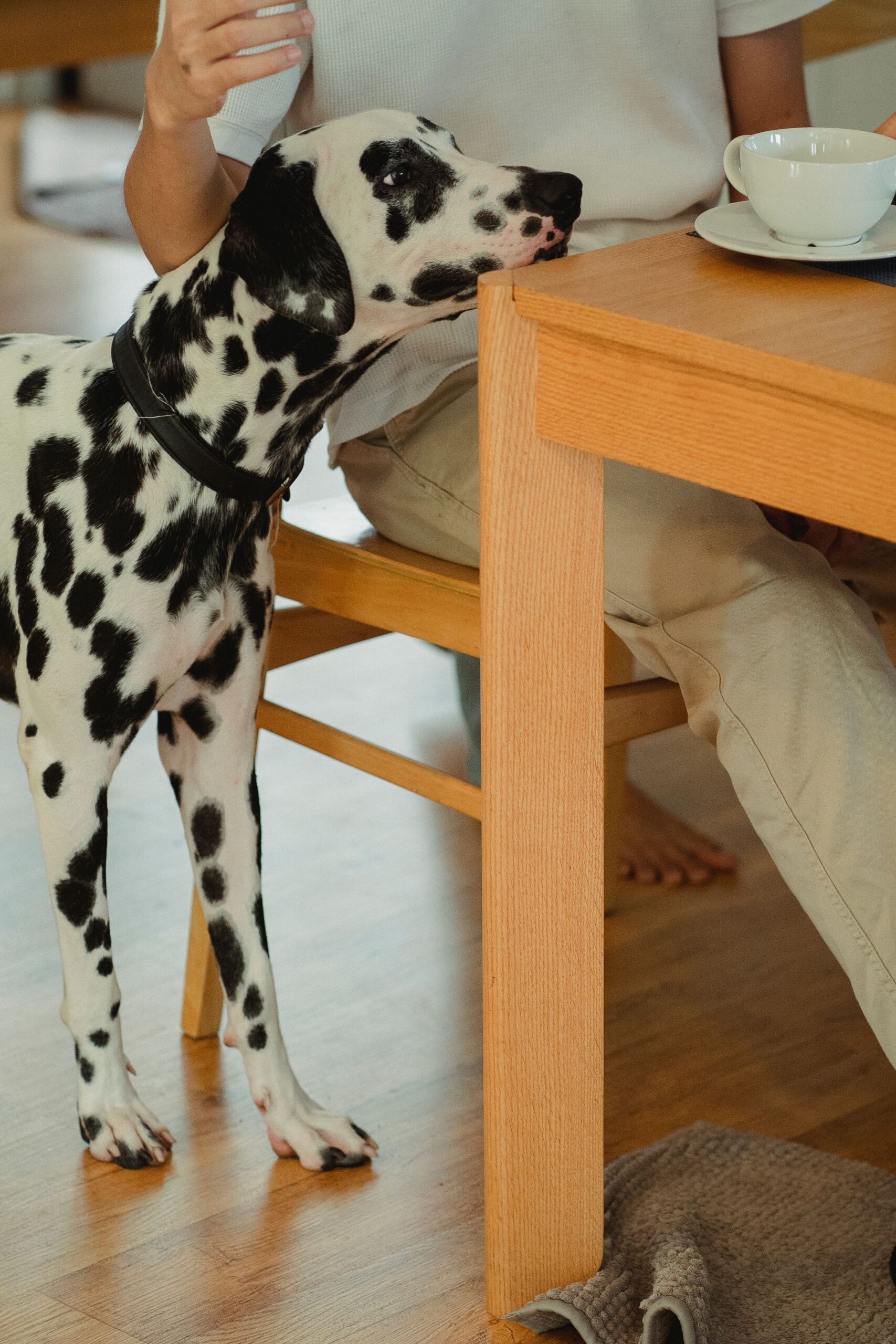 Dalmatian resting its head on a dining table next to its owner – keep food and chocolate out of reach