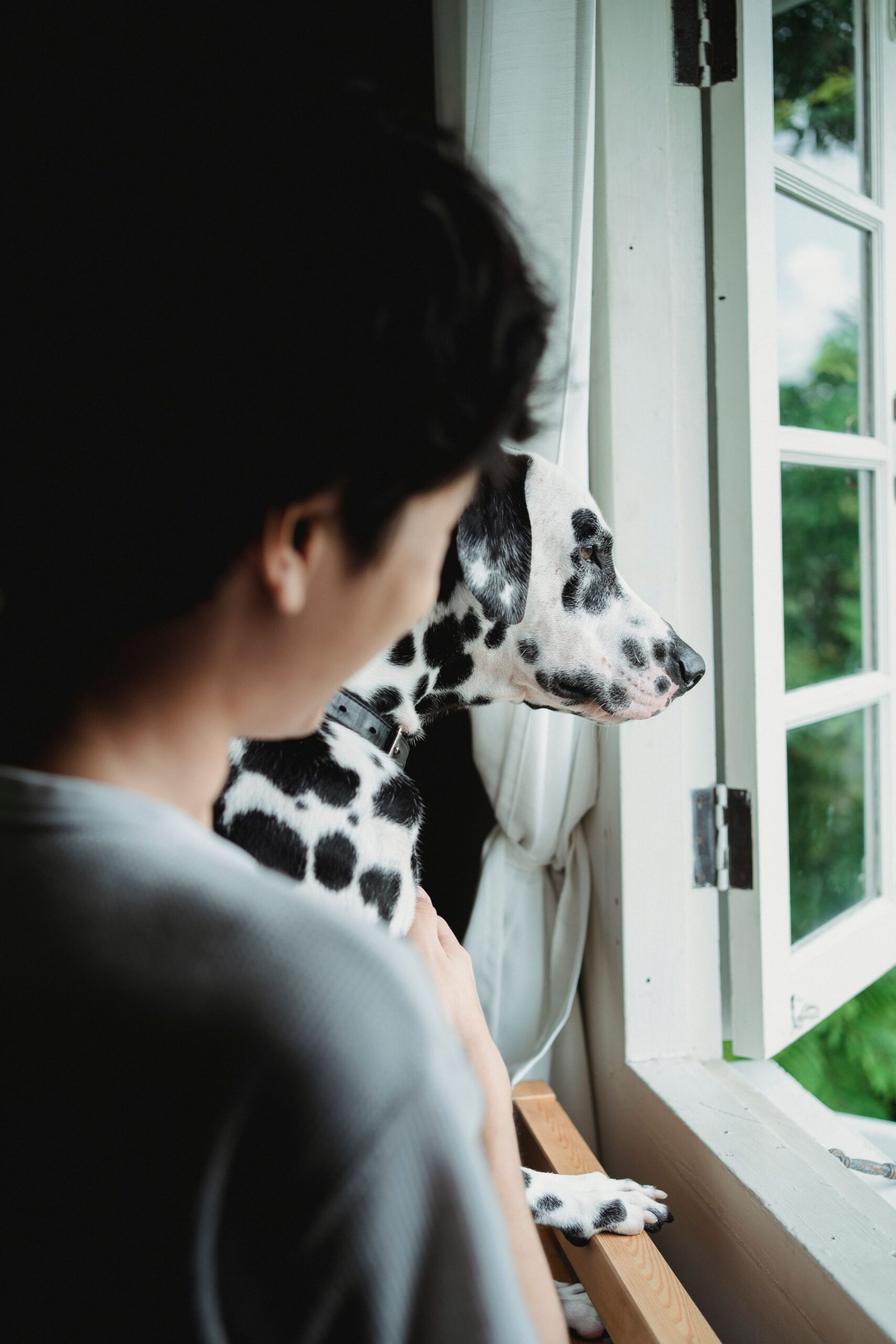 Dalmatian sitting with its owner looking out of a window – a settled dog can relax nearby without needing constant contact