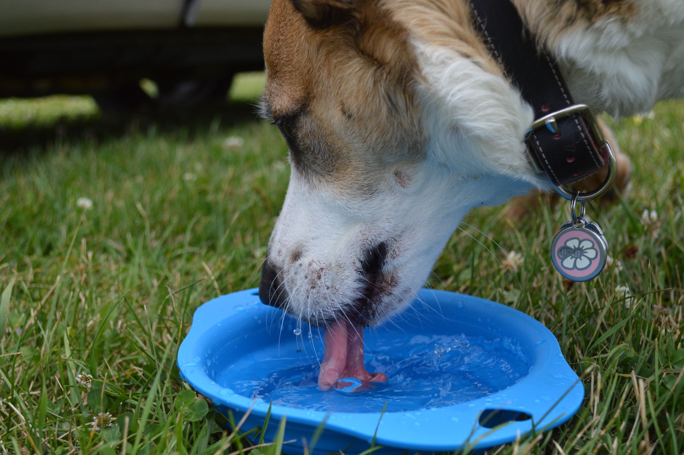 Dog drinking from a water bowl outdoors – fresh water and shade are the first response to heat panting
