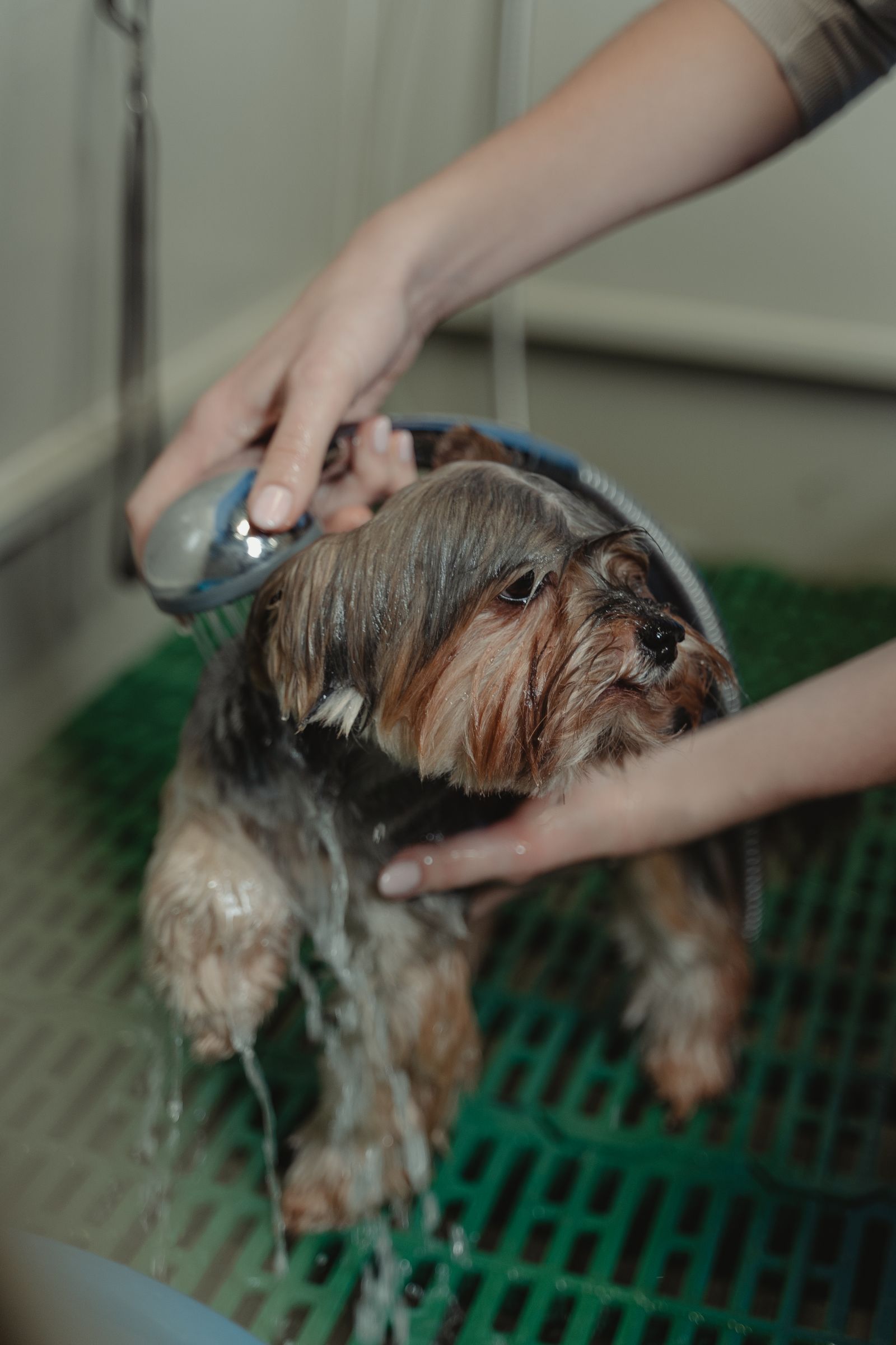 Yorkshire Terrier being showered during a bath – a flea bath removes adult fleas but does not prevent new ones