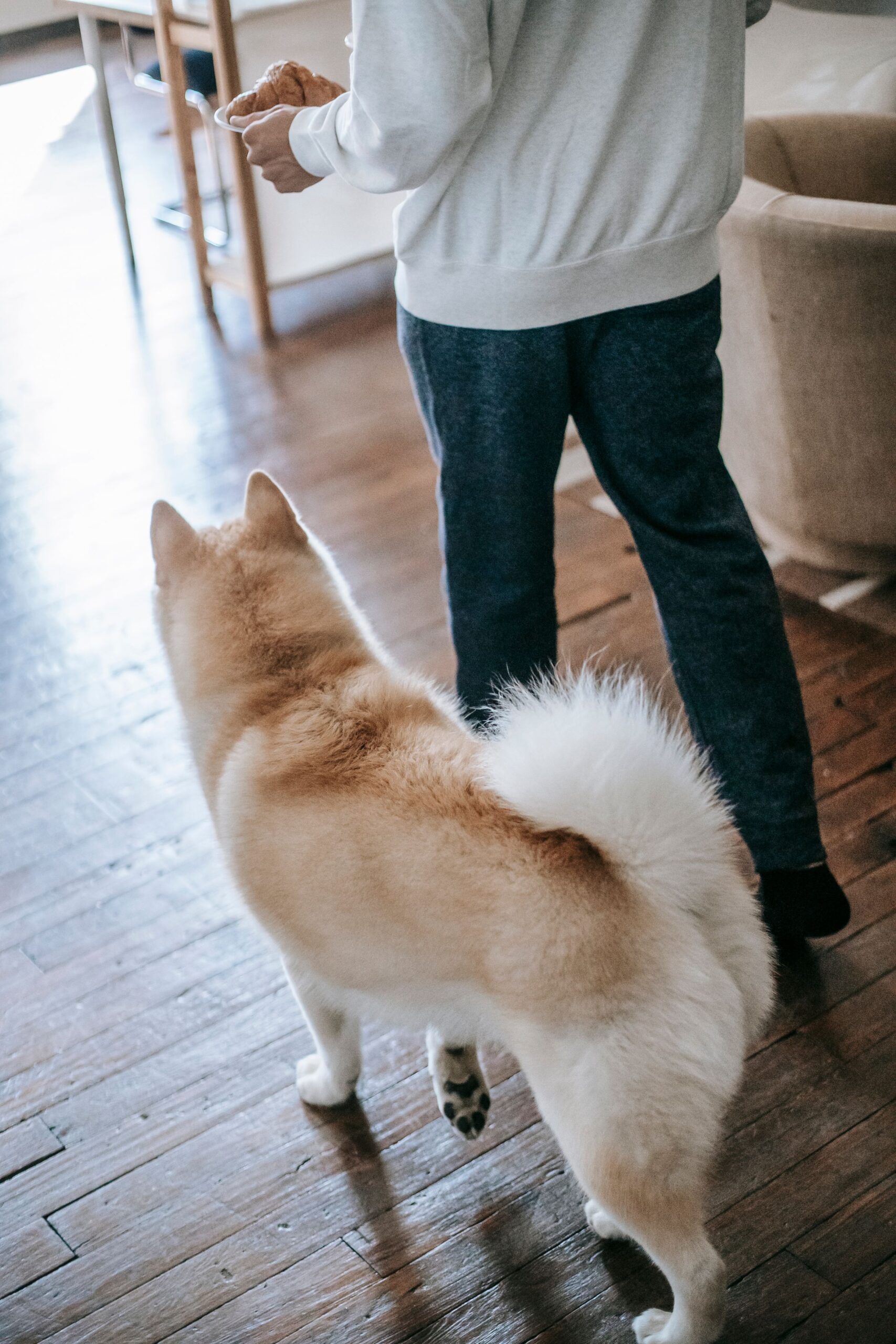 Dog following its owner through the apartment as they carry a plate of food – dogs learn that following leads to good things