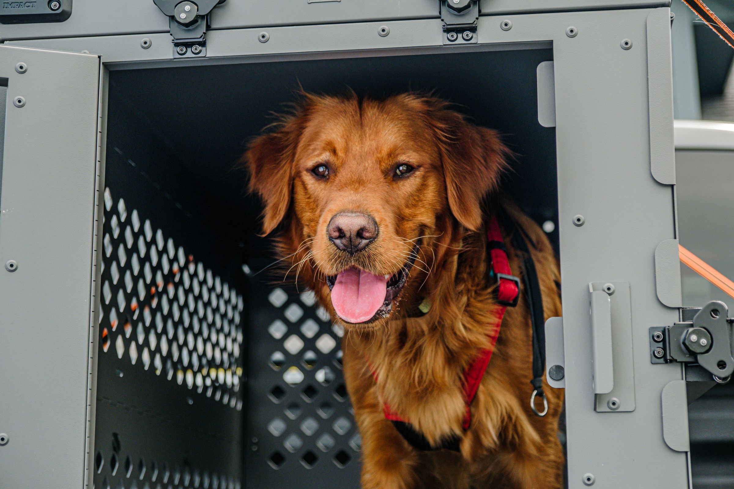 Golden Retriever sitting inside a secure travel crate ready for transport