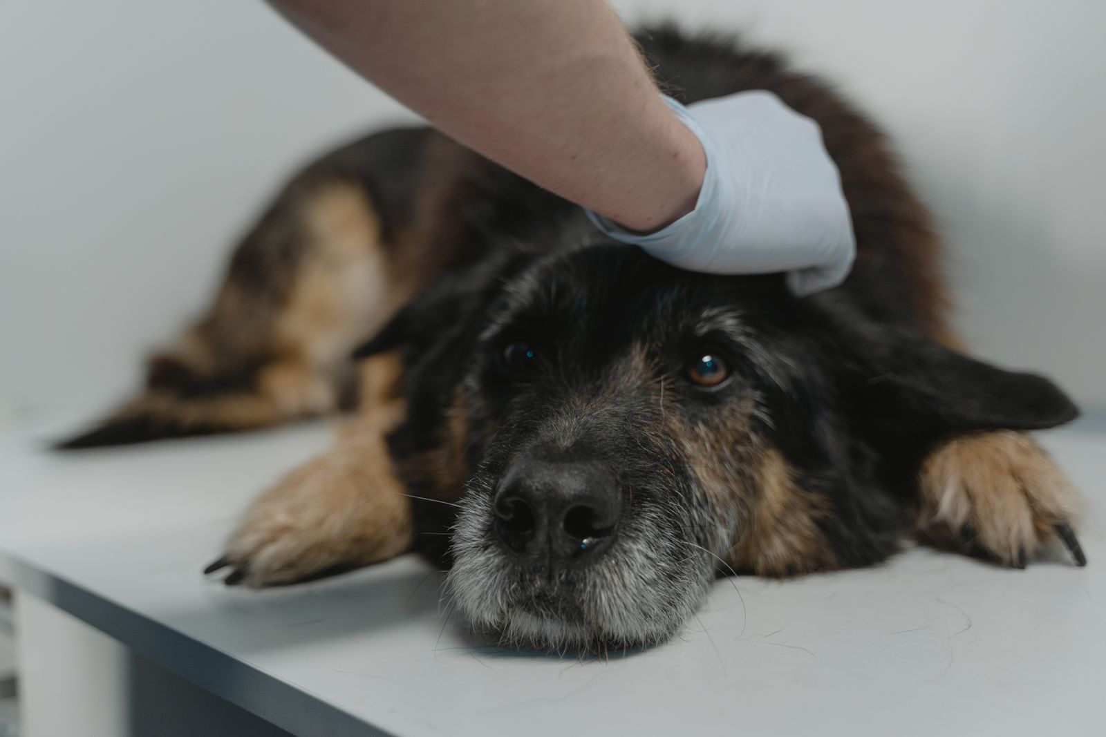 Vet wearing gloves examining a black dog – blood tests check kidney damage after grape ingestion
