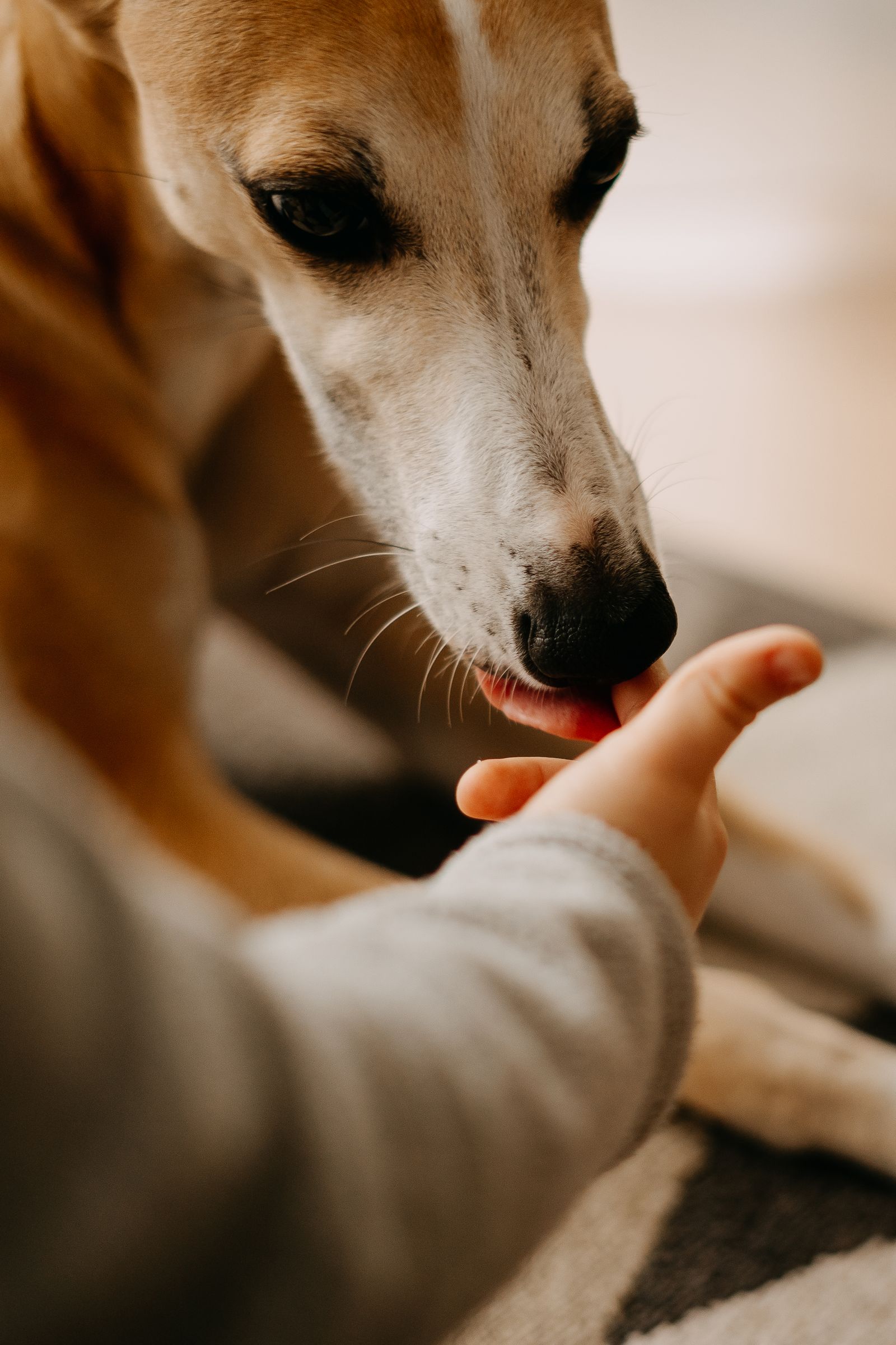 Dog gently licking a child's hand indoors – supervise licking around children and wash hands afterwards