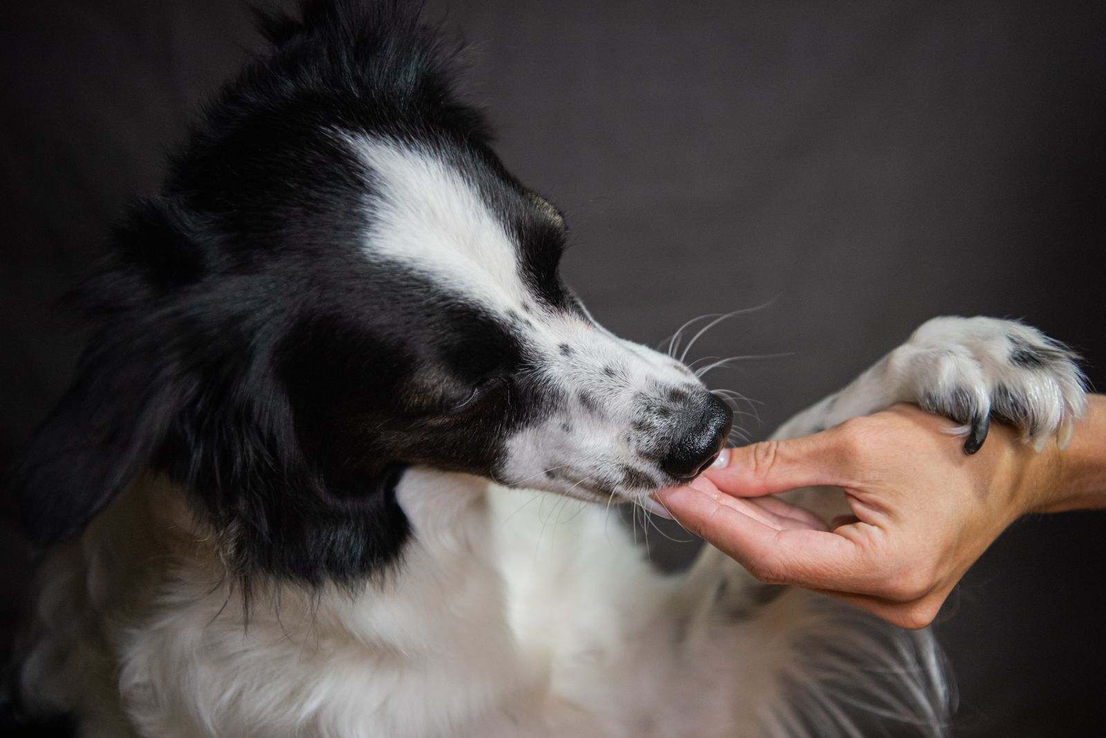 Close-up of a black and white dog licking a person's hand – a classic sign of affection and attention-seeking