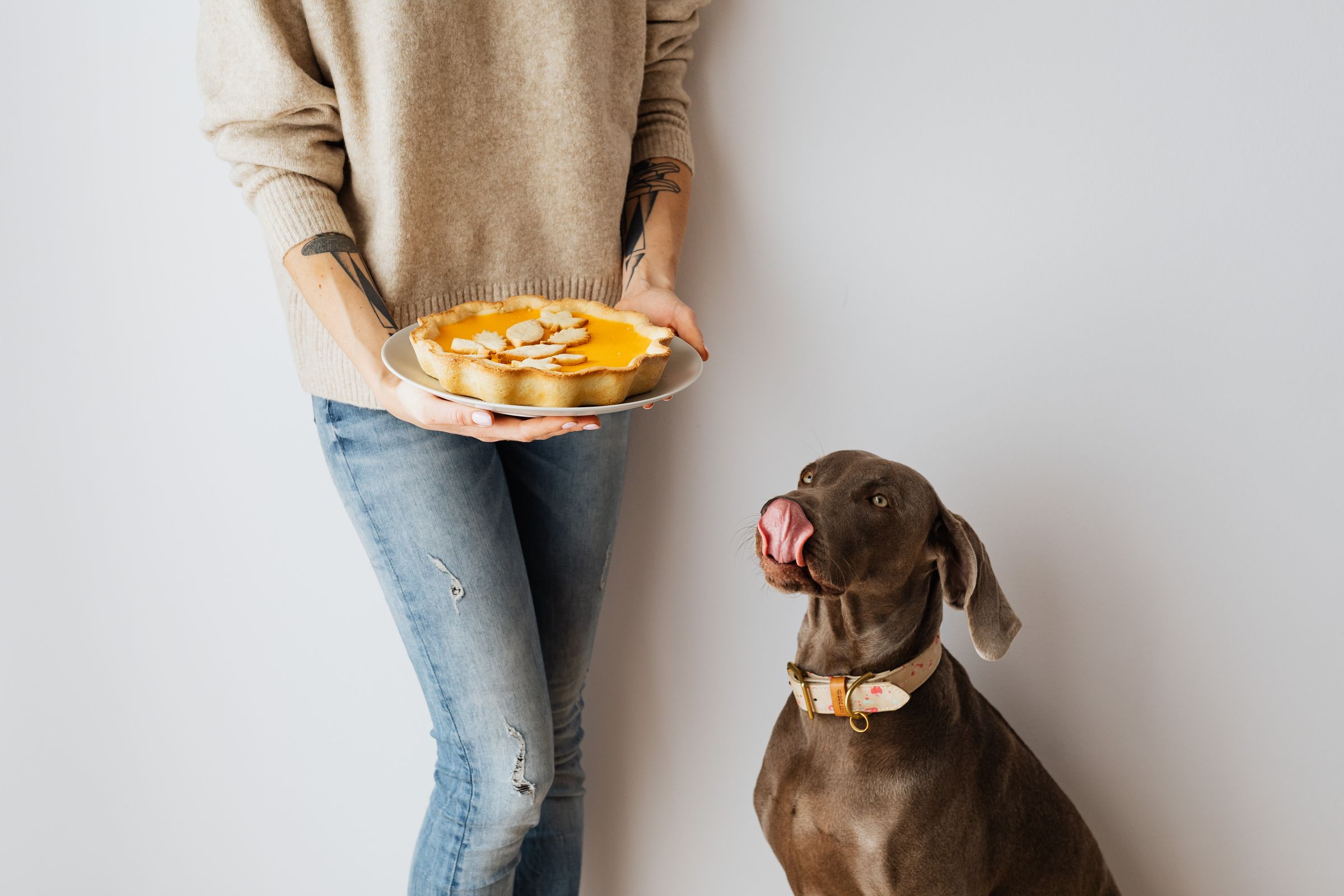 Dog looking longingly at a pie held by its owner – dogs will help themselves to chocolate left within reach