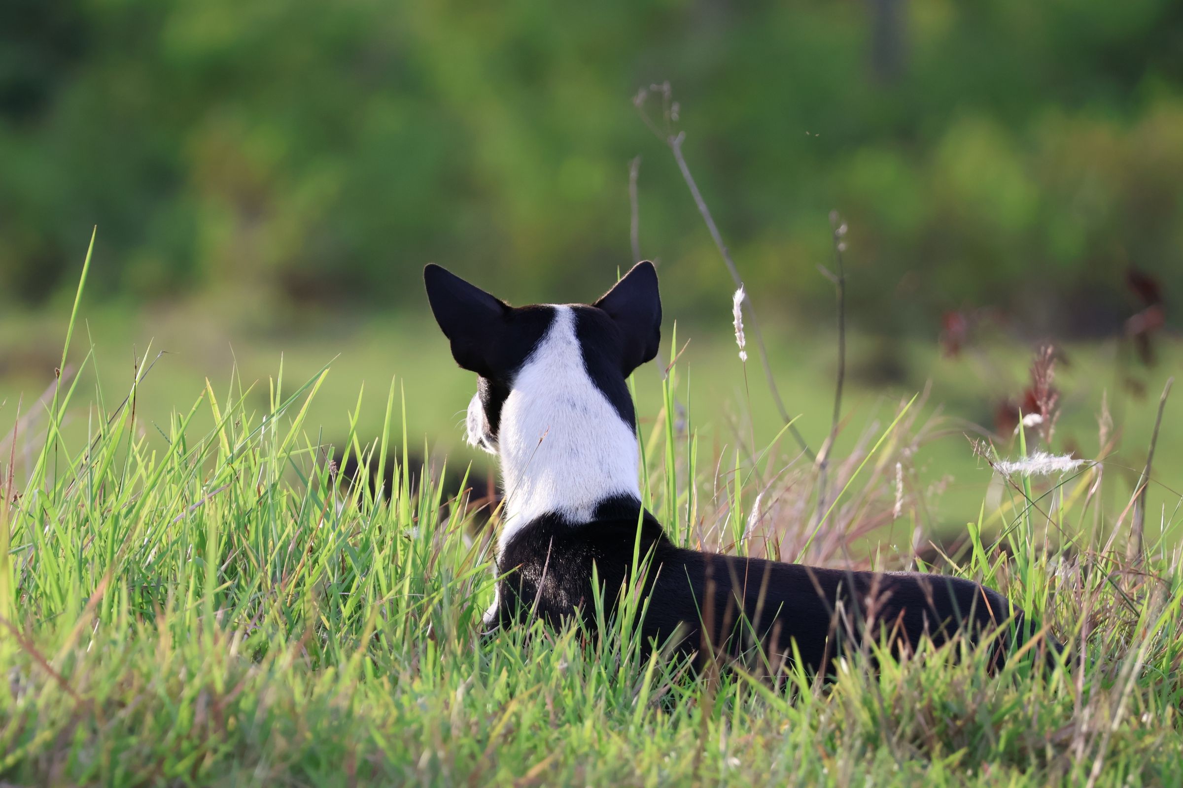 Black and white dog lying in a lush green field of long grass