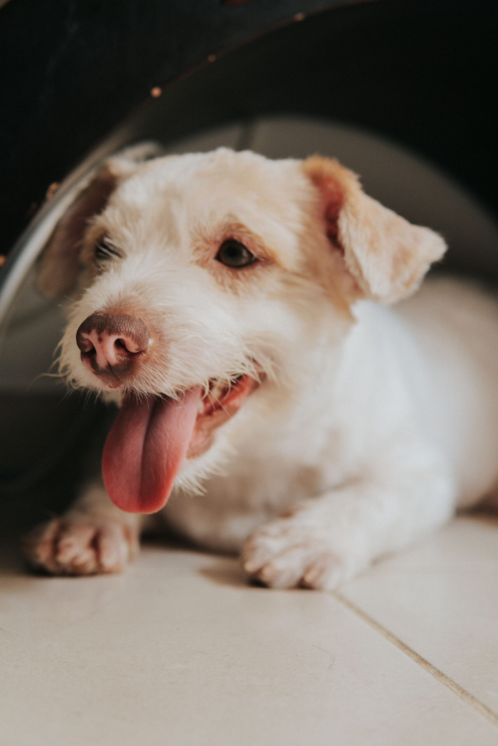 Dog lying and panting on a cool tiled floor indoors – panting at rest with no obvious cause is worth investigating