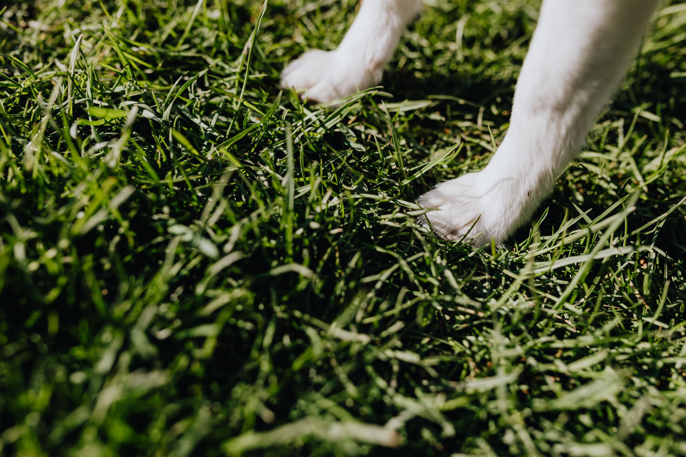 Close-up of a dog’s paws standing on a green grass lawn