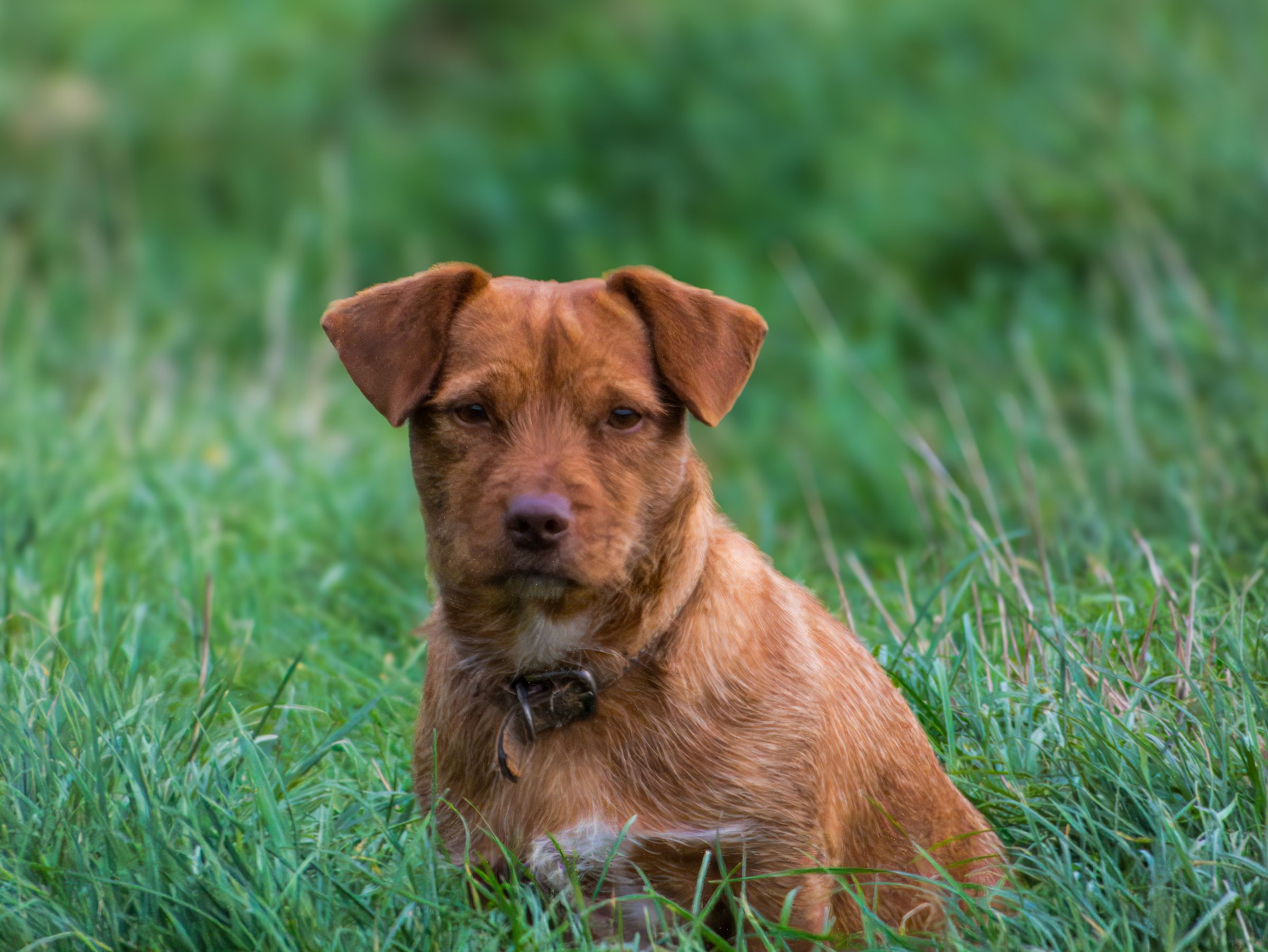 Brown dog sitting in long green grass outdoors