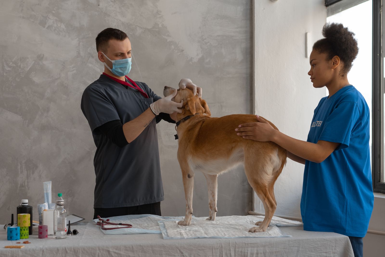 Veterinarian examining a dog at a clinic – see a vet if grass eating comes with vomiting or lethargy