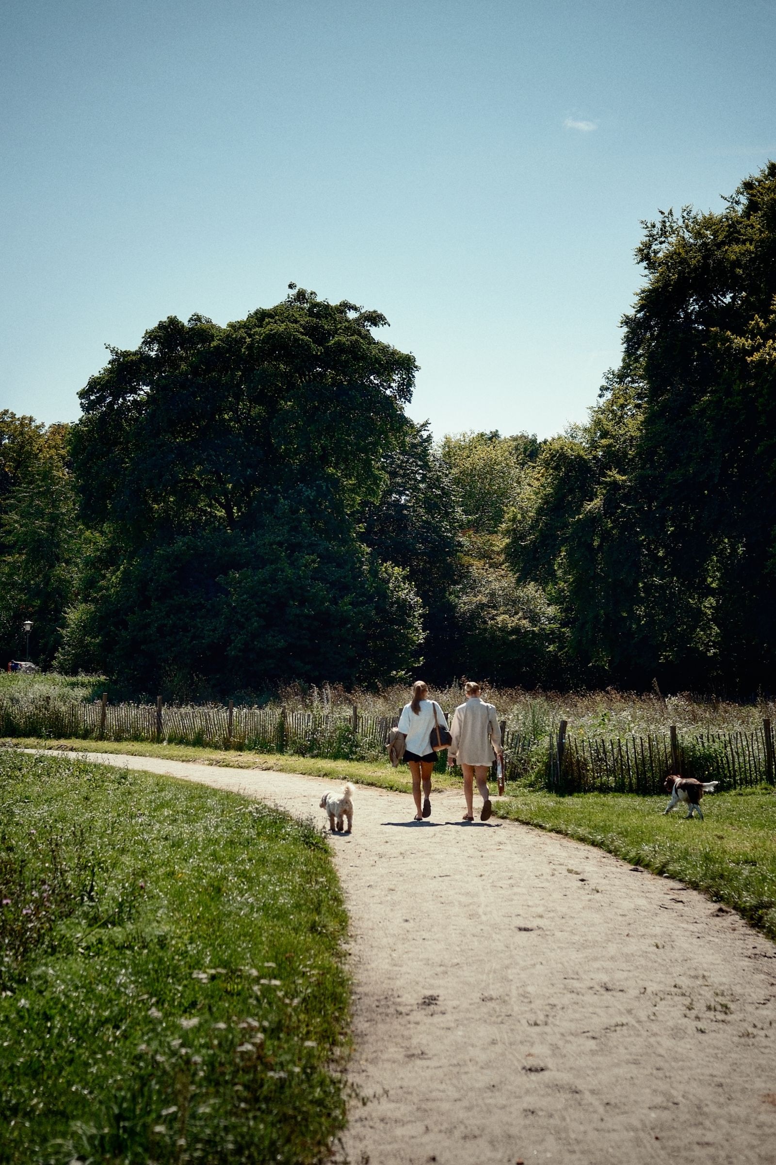 Couple walking their dogs along a sunny park path – daily exercise helps dogs live longer
